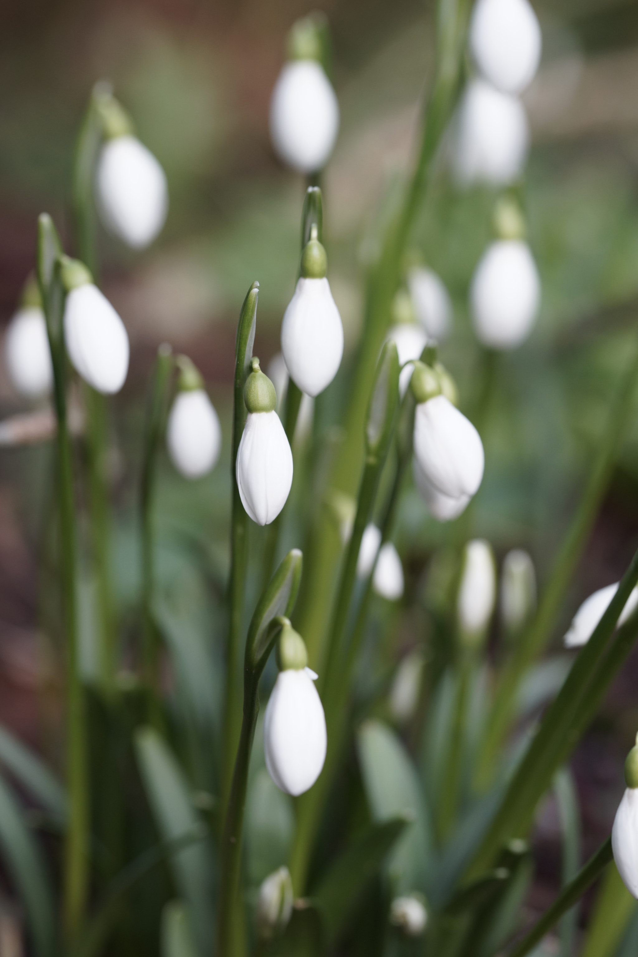 Sony a99 II + 90mm F2.8 Macro SSM sample photo. First snows of winter photography