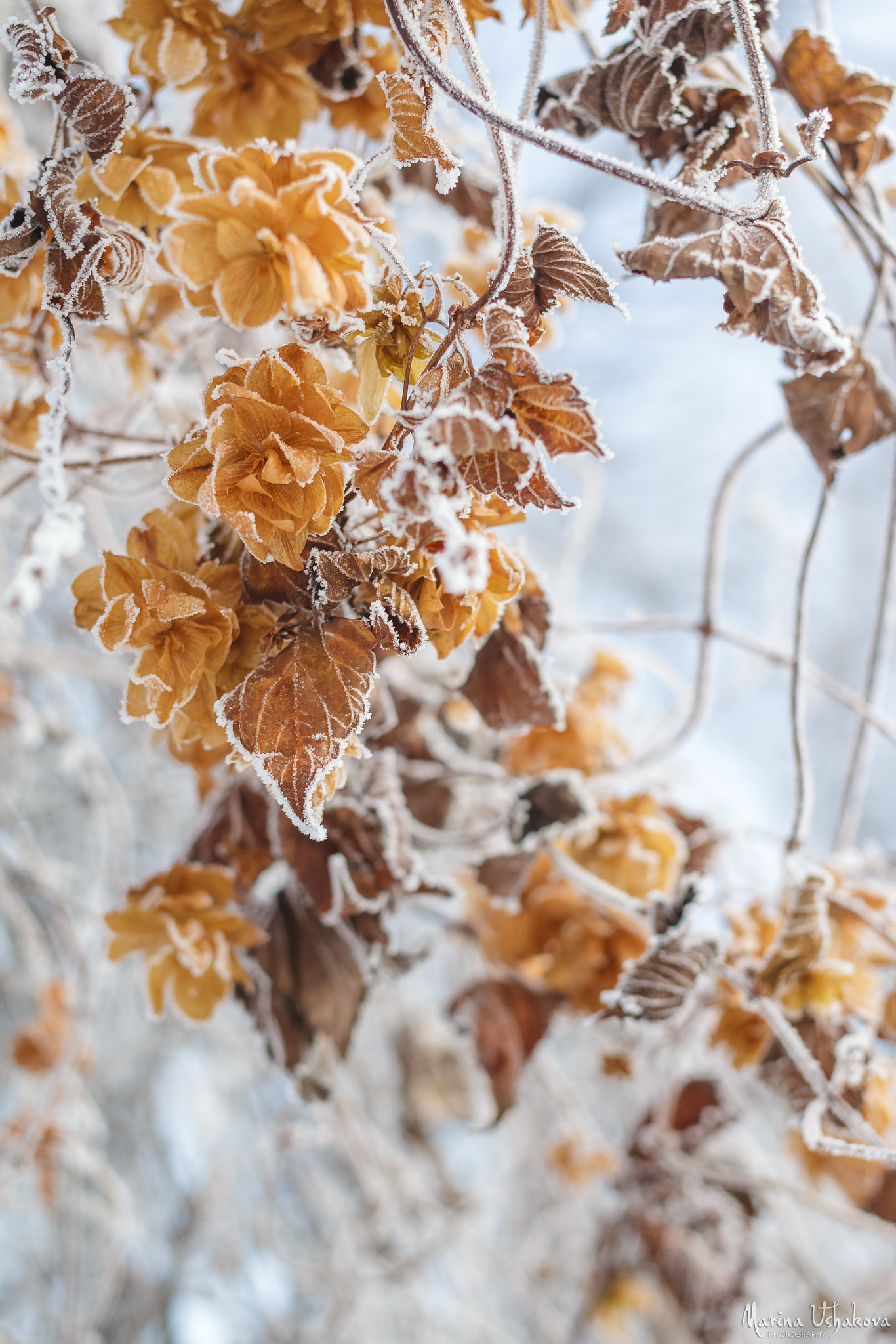 Canon EOS 70D + Canon EF 40mm F2.8 STM sample photo. Frosty hope photography
