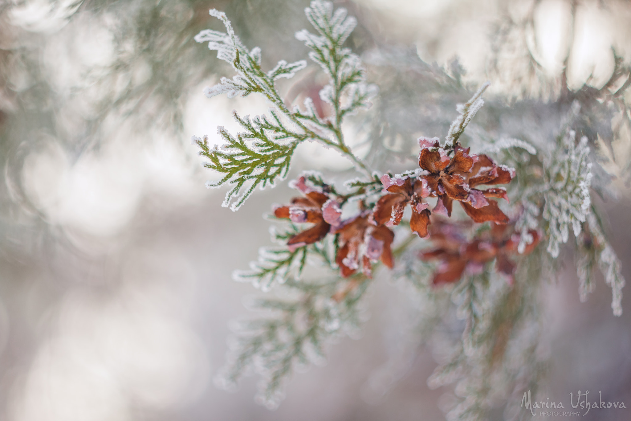 Canon EF 35-80mm f/4-5.6 sample photo. Frosty thuja photography