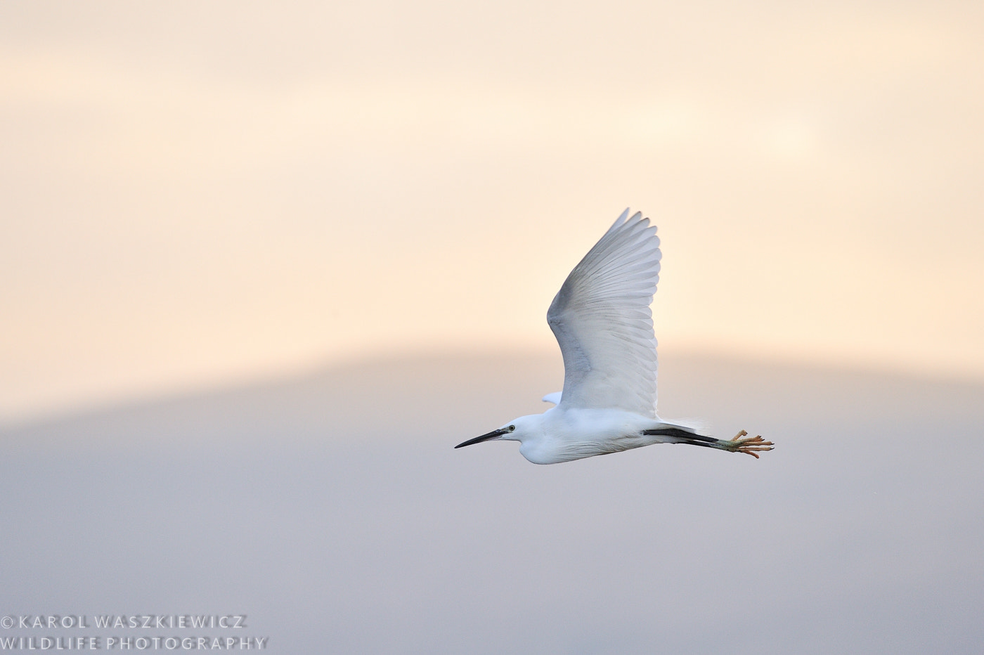 Nikon D3 sample photo. Little egret in flight photography