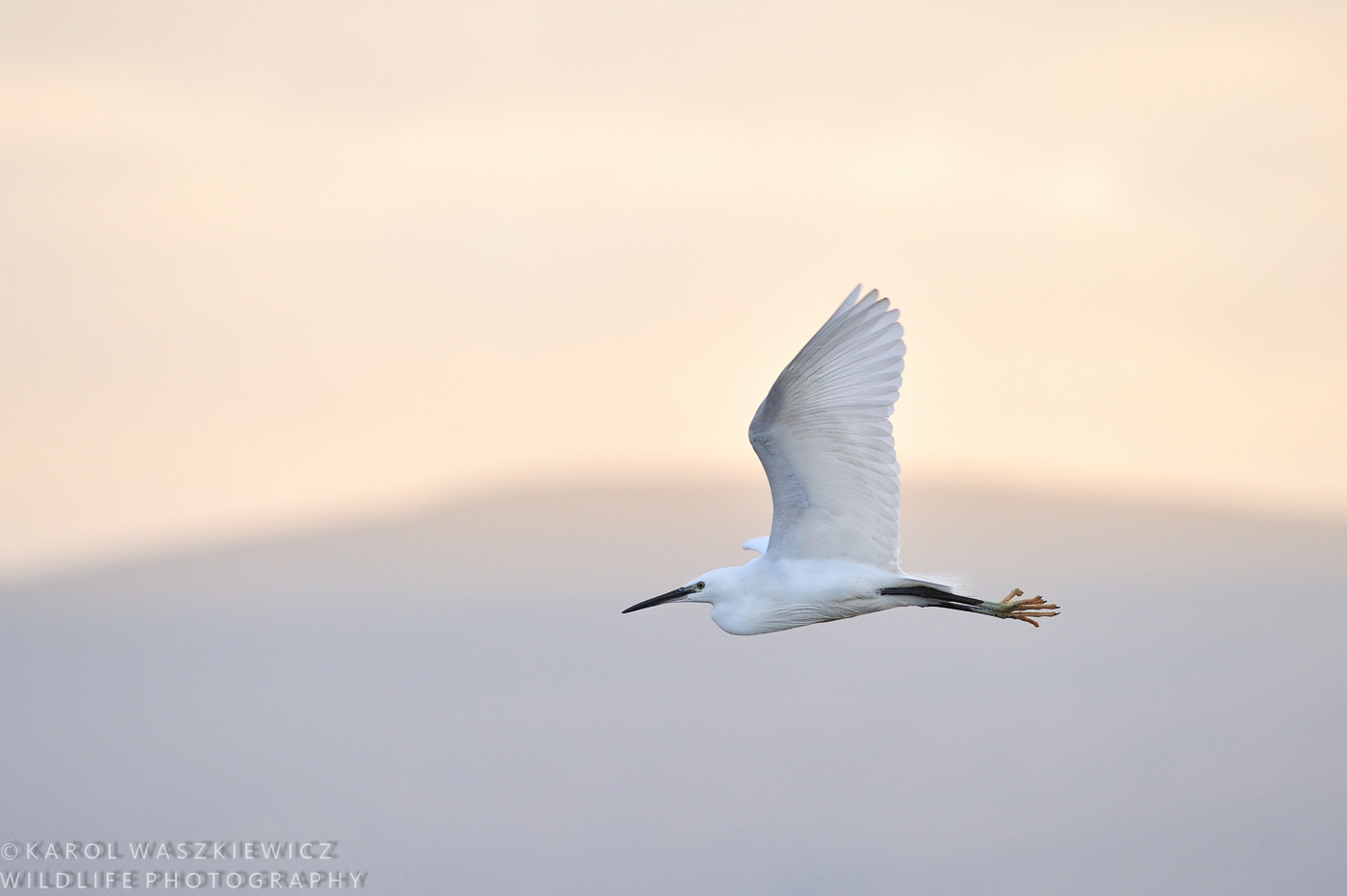 Nikon AF-S Nikkor 200-500mm F5.6E ED VR sample photo. Little egret in flight photography