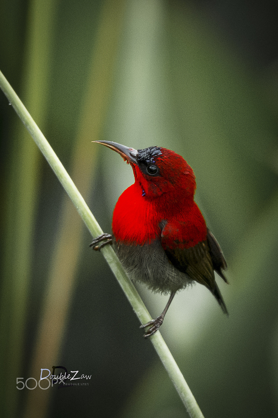 Nikon D4 sample photo. Crimson sunbird photography