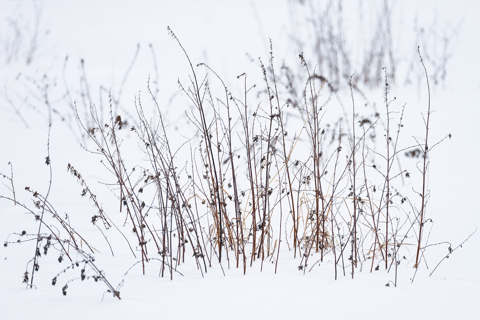 Sony 70-400mm F4-5.6 G SSM II sample photo. Blades of grass photography