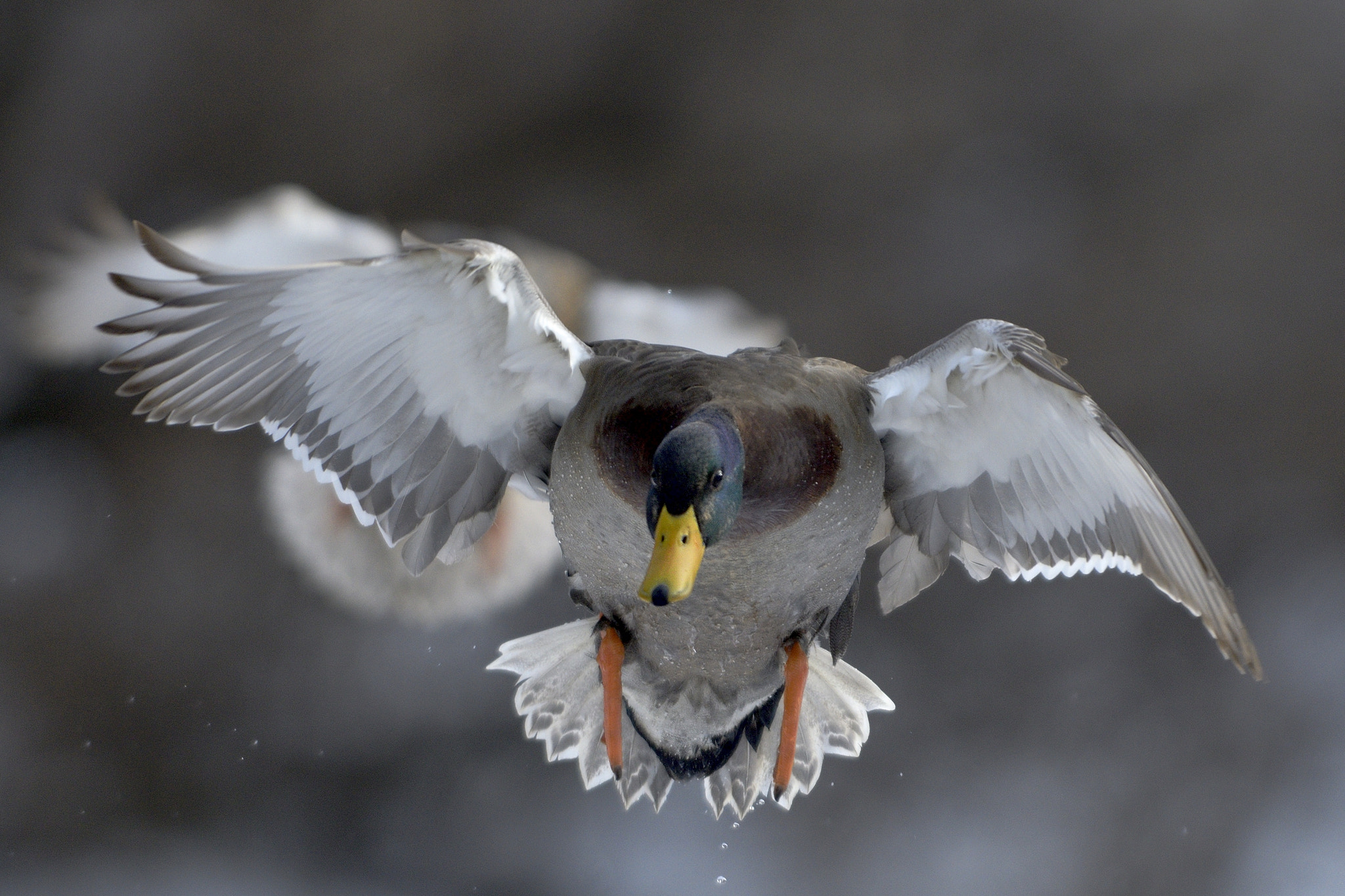 Nikon D500 + Nikon AF-S Nikkor 300mm F2.8G ED-IF VR sample photo. A ghost back photography