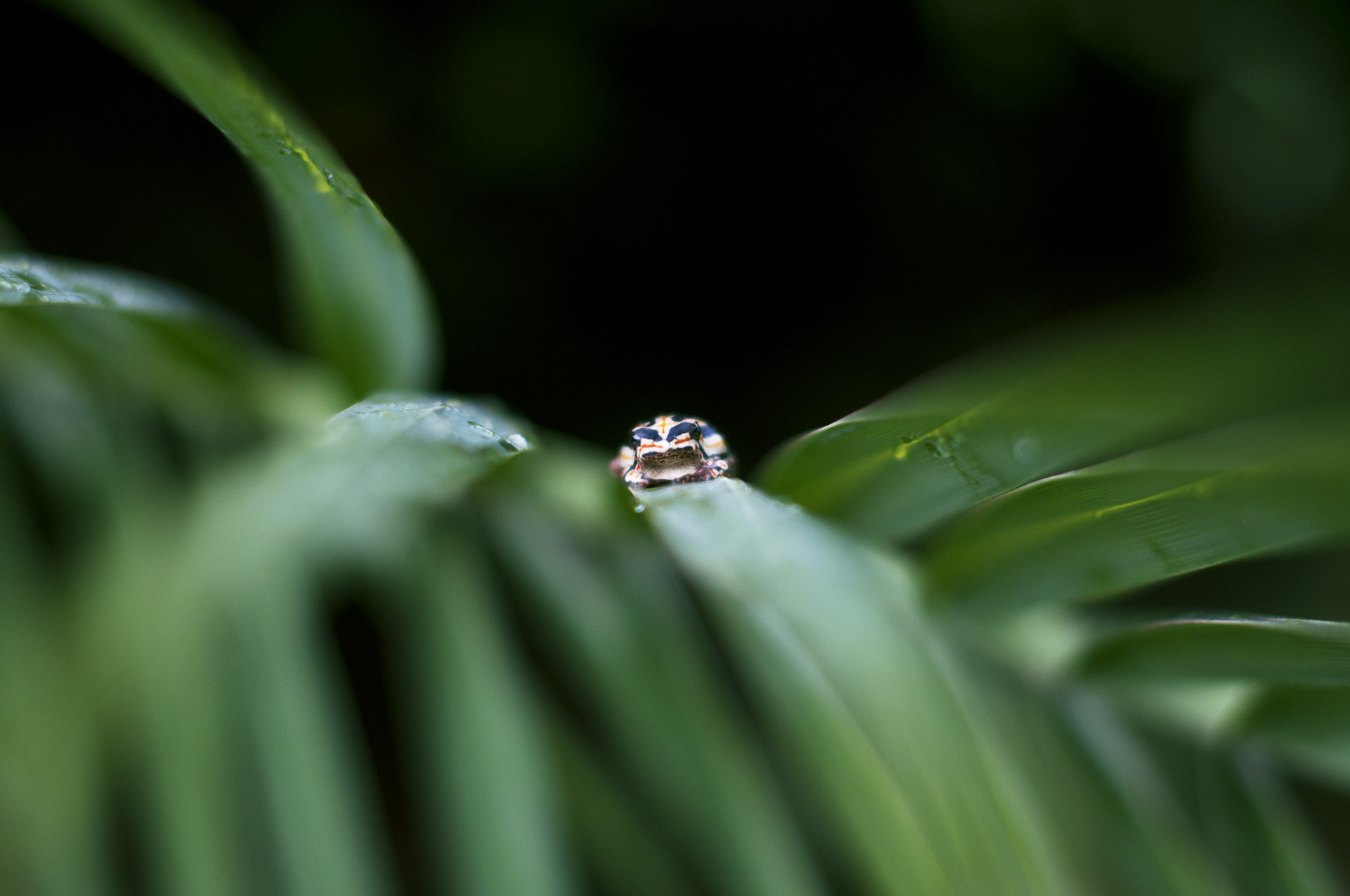 Nikon D300S sample photo. Grenouille photography