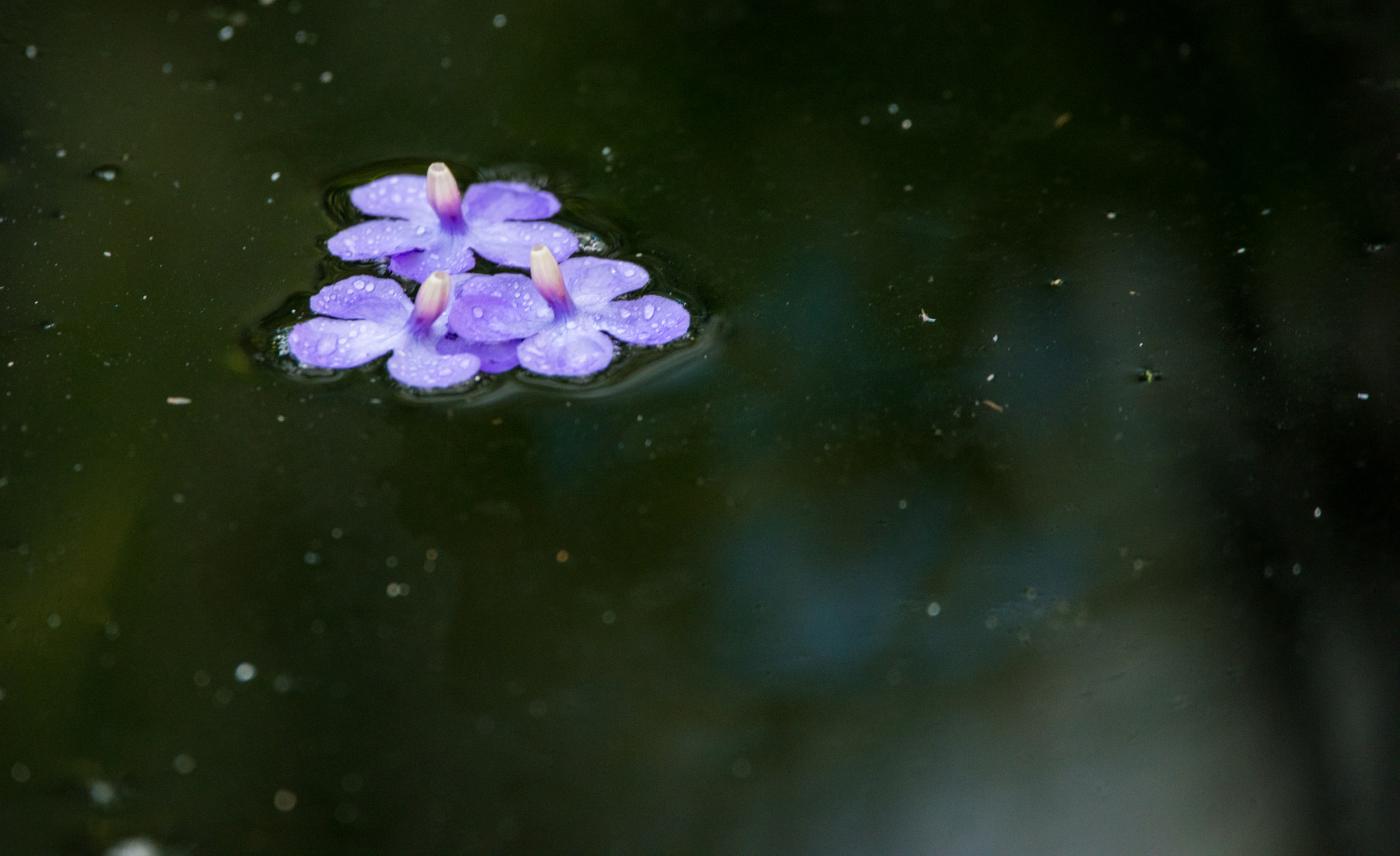 Sigma 150-600mm F5-6.3 DG OS HSM | C sample photo. Stick together photography