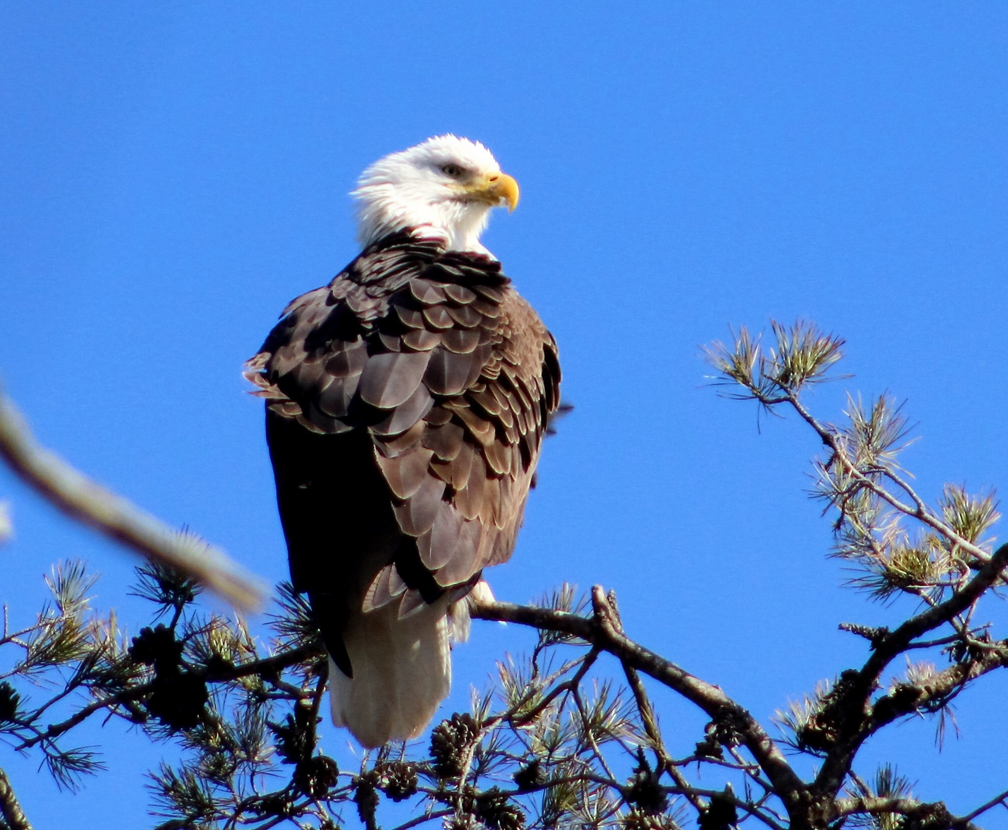 Canon EF75-300mm f/4-5.6 sample photo. Male american bald eagle photography