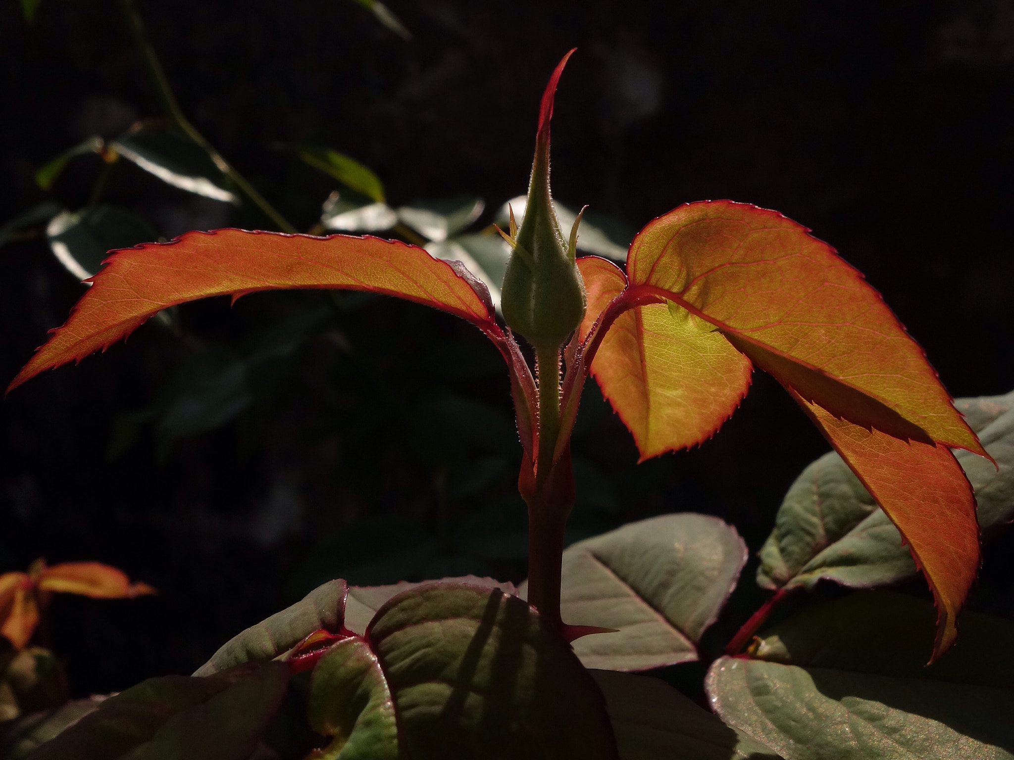 Sony 28-100mm F1.8-4.9 sample photo. Not yet photography
