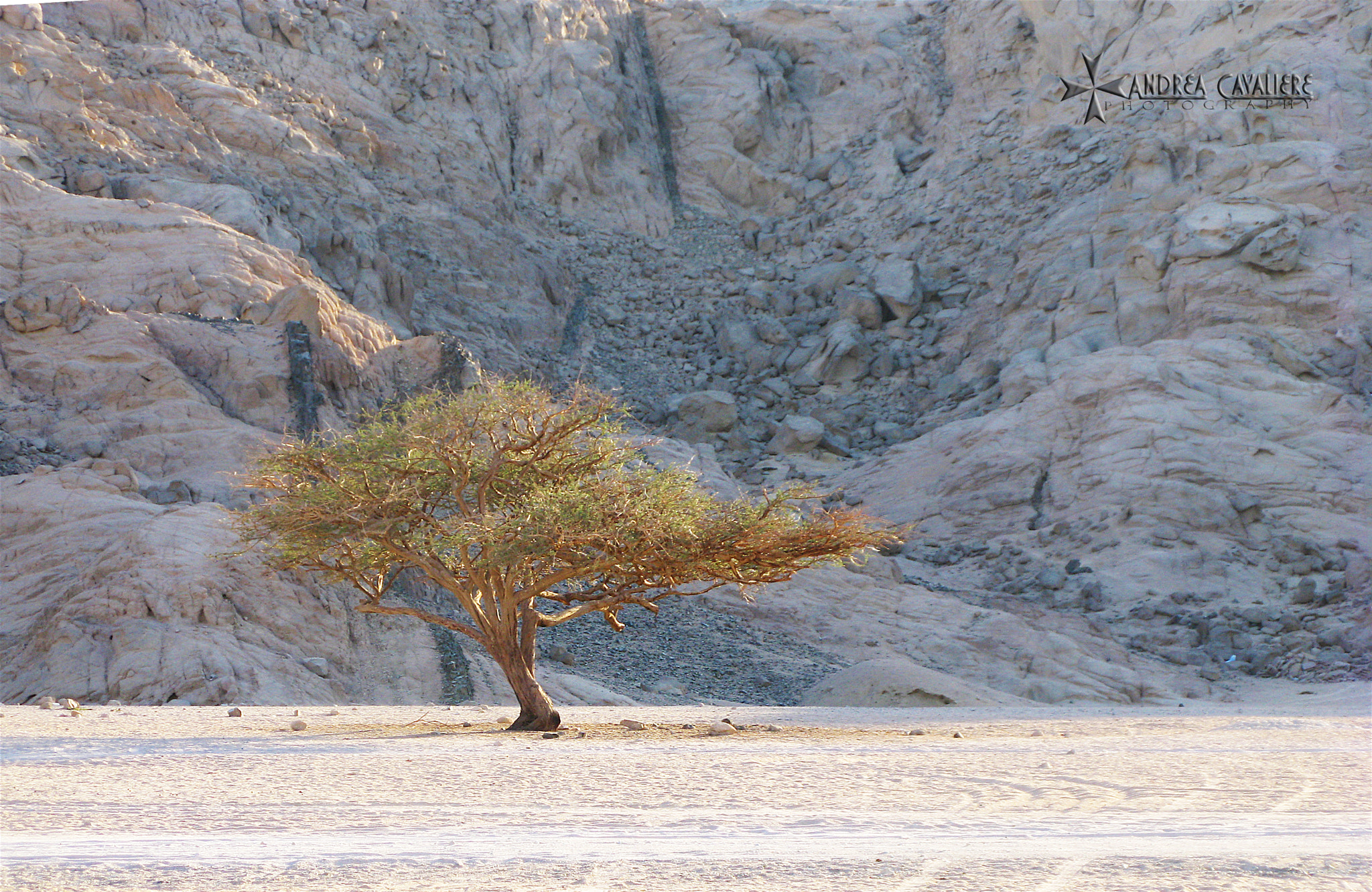 Canon POWERSHOT A650 IS sample photo. Alone in the desert photography