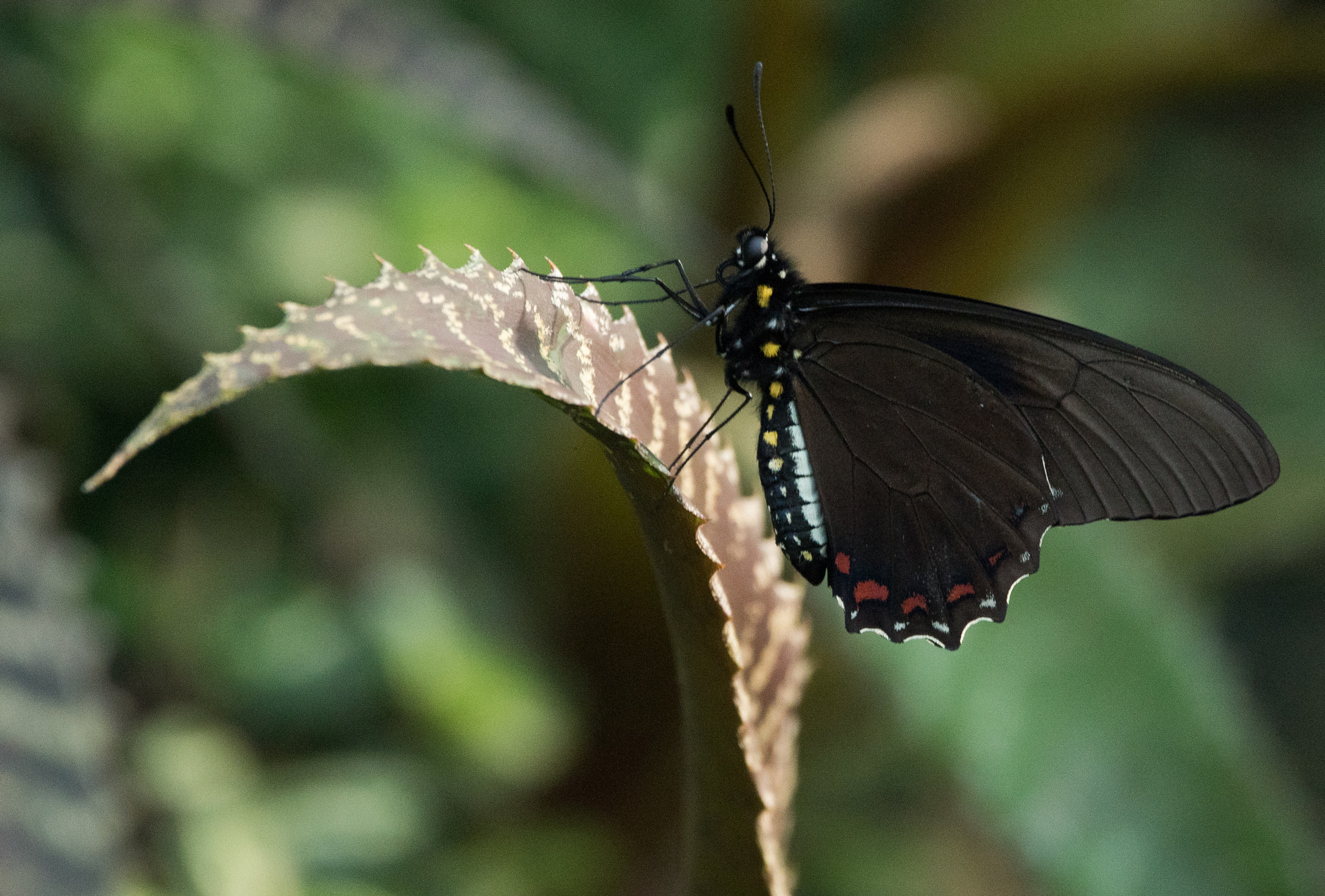 Sigma 150-600mm F5-6.3 DG OS HSM | C sample photo. Erp photography