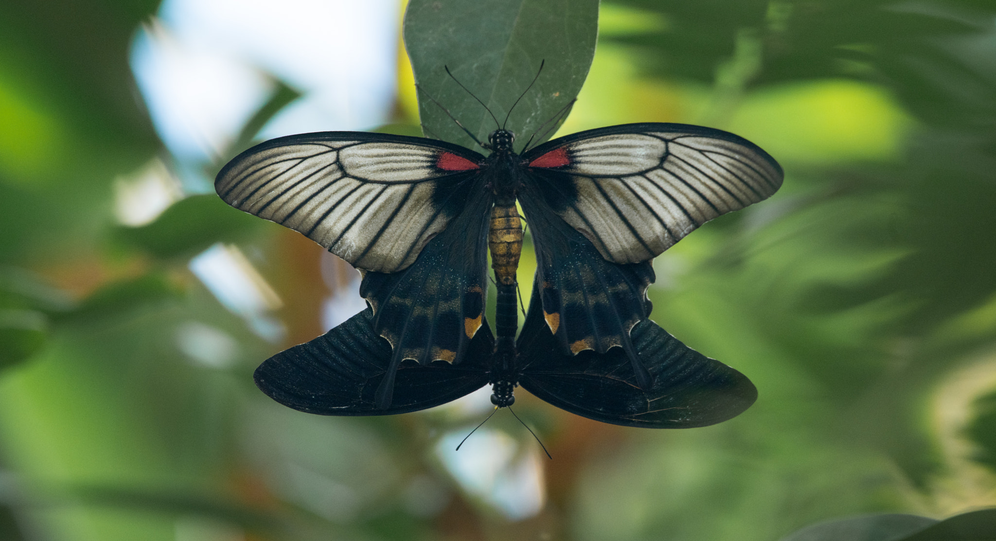 Sigma 150-600mm F5-6.3 DG OS HSM | C sample photo. Erp photography