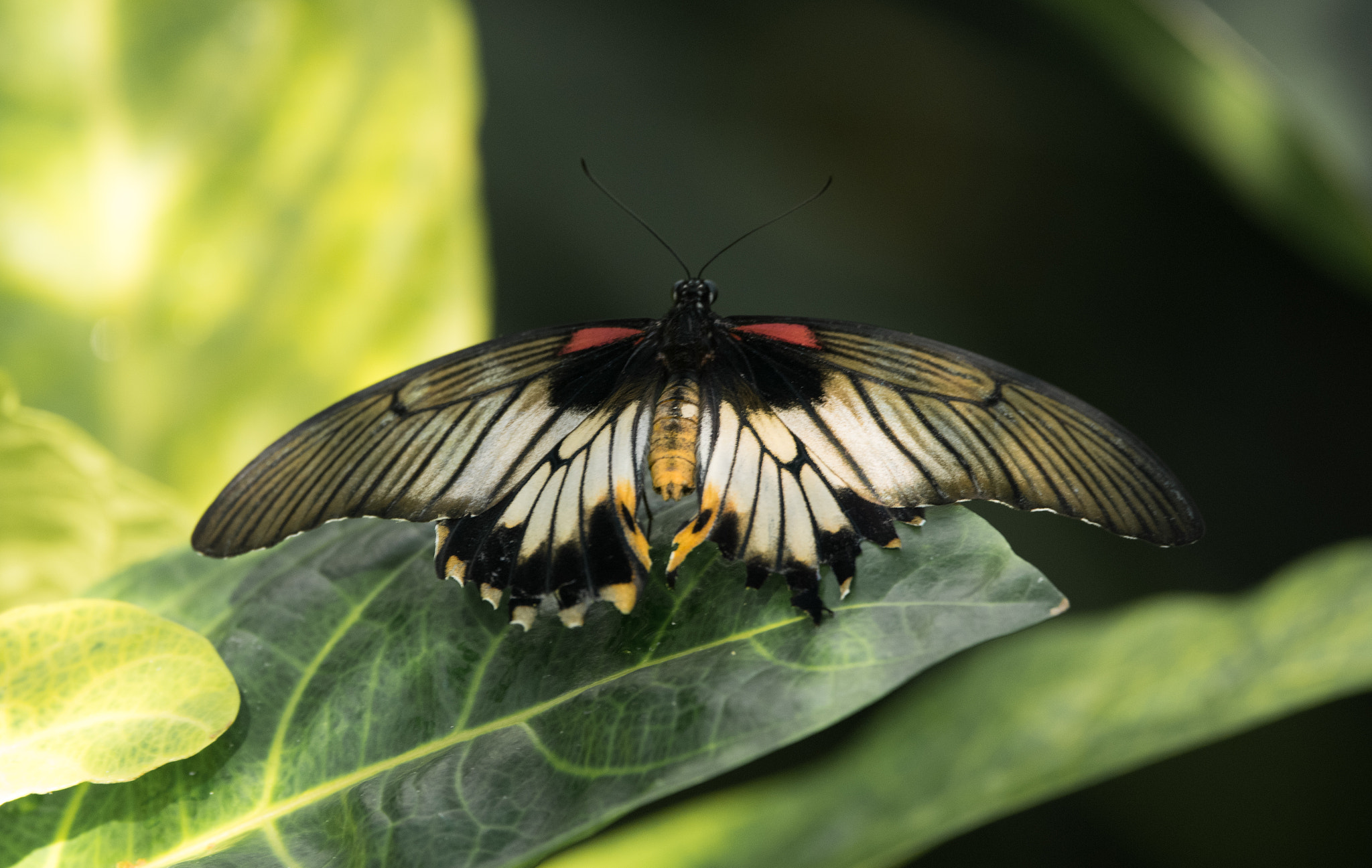 Sigma 150-600mm F5-6.3 DG OS HSM | C sample photo. Erp photography