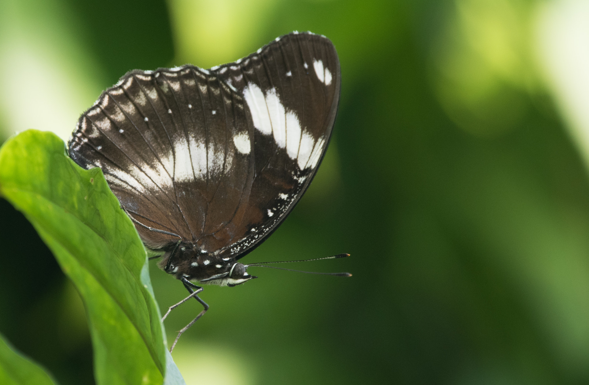 Sigma 150-600mm F5-6.3 DG OS HSM | C sample photo. Erp photography