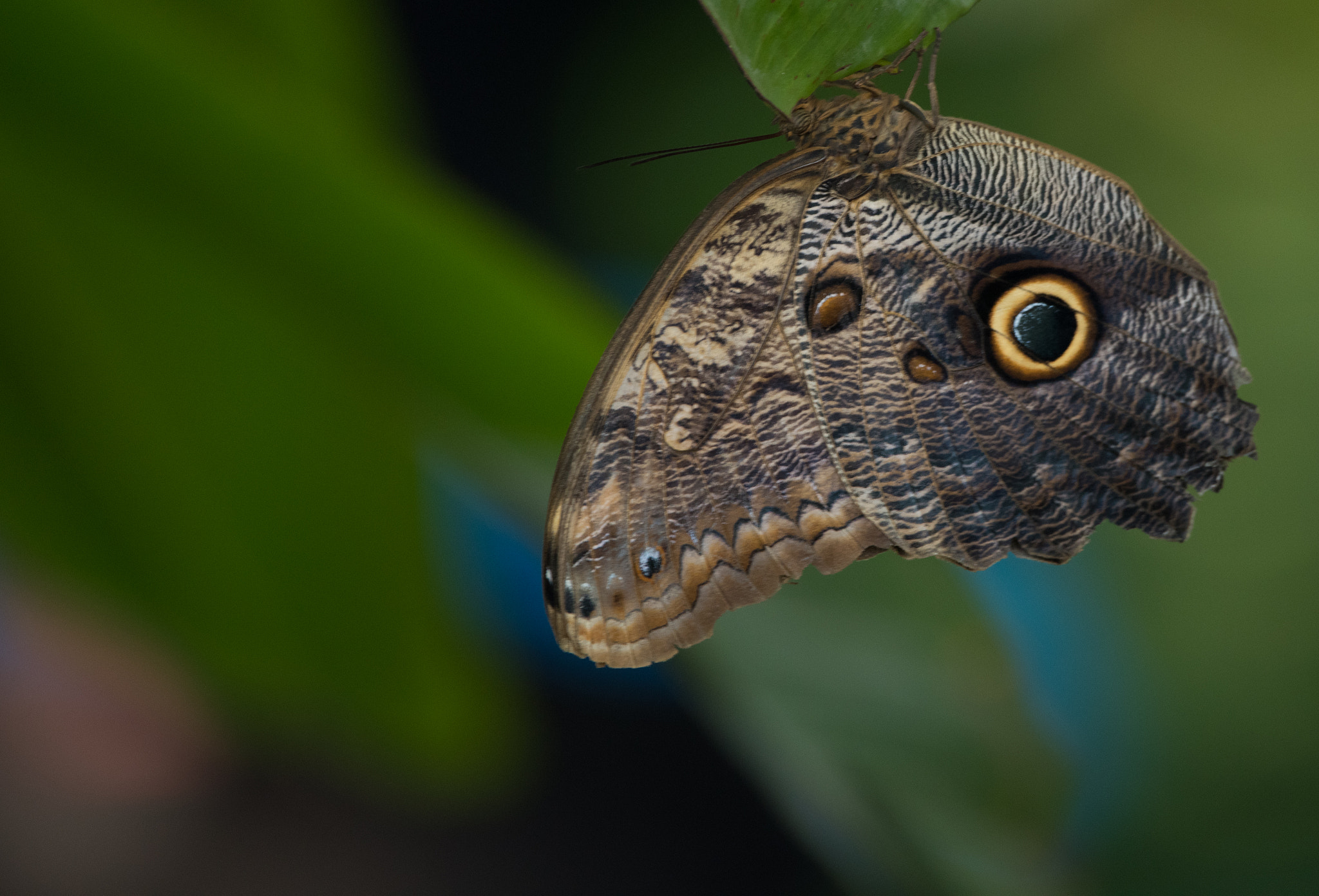Sigma 150-600mm F5-6.3 DG OS HSM | C sample photo. Erp photography