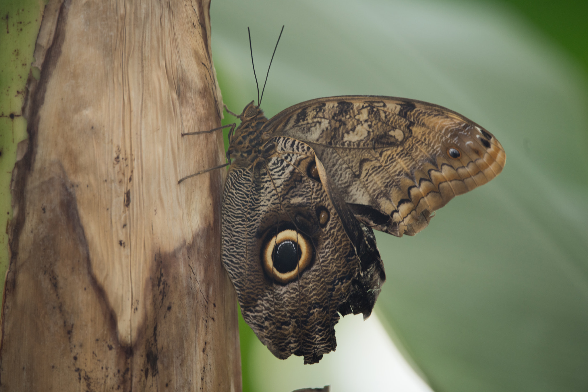 Sigma 150-600mm F5-6.3 DG OS HSM | C sample photo. Erp photography