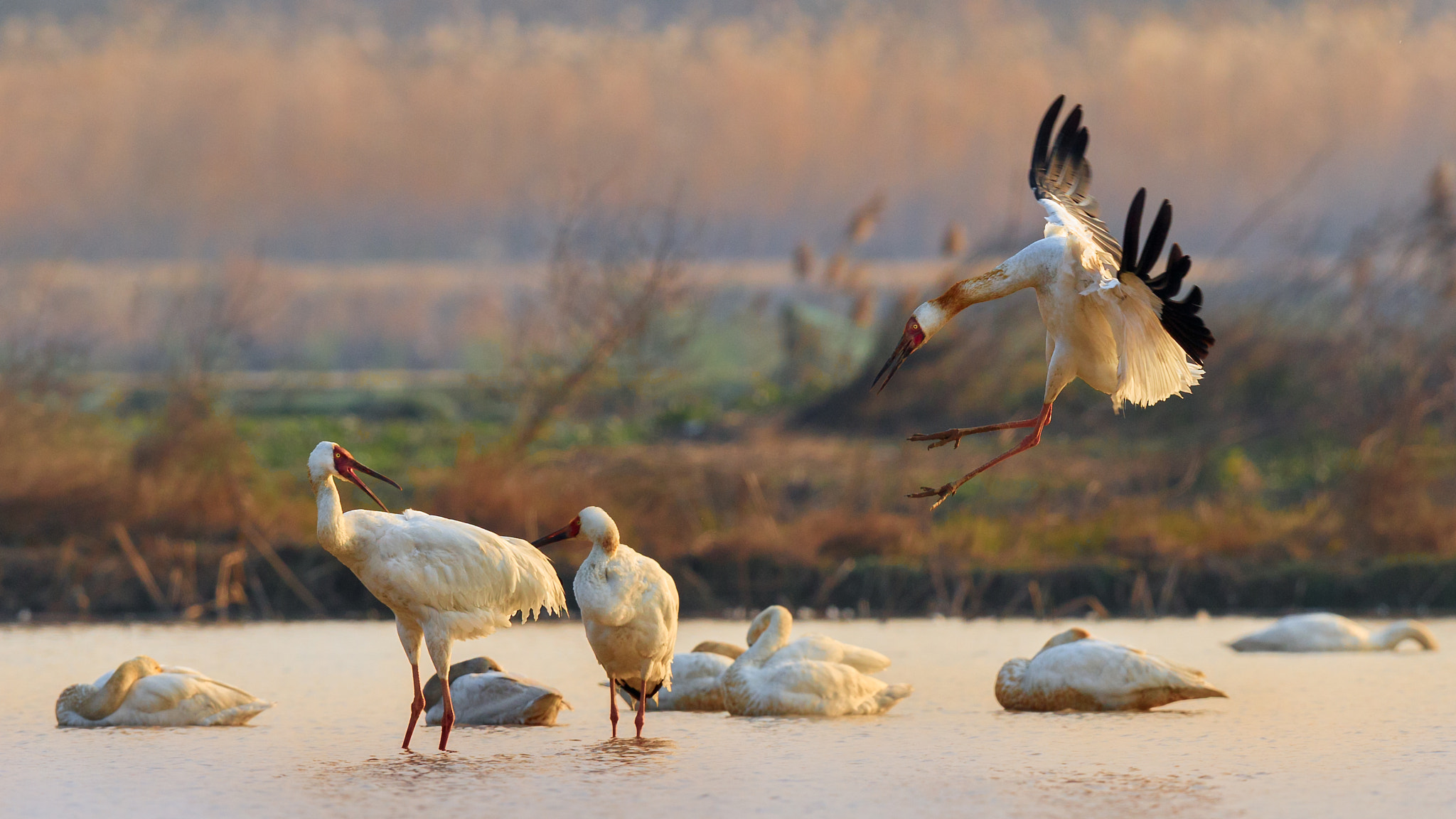 Canon EF 600mm F4L IS II USM sample photo