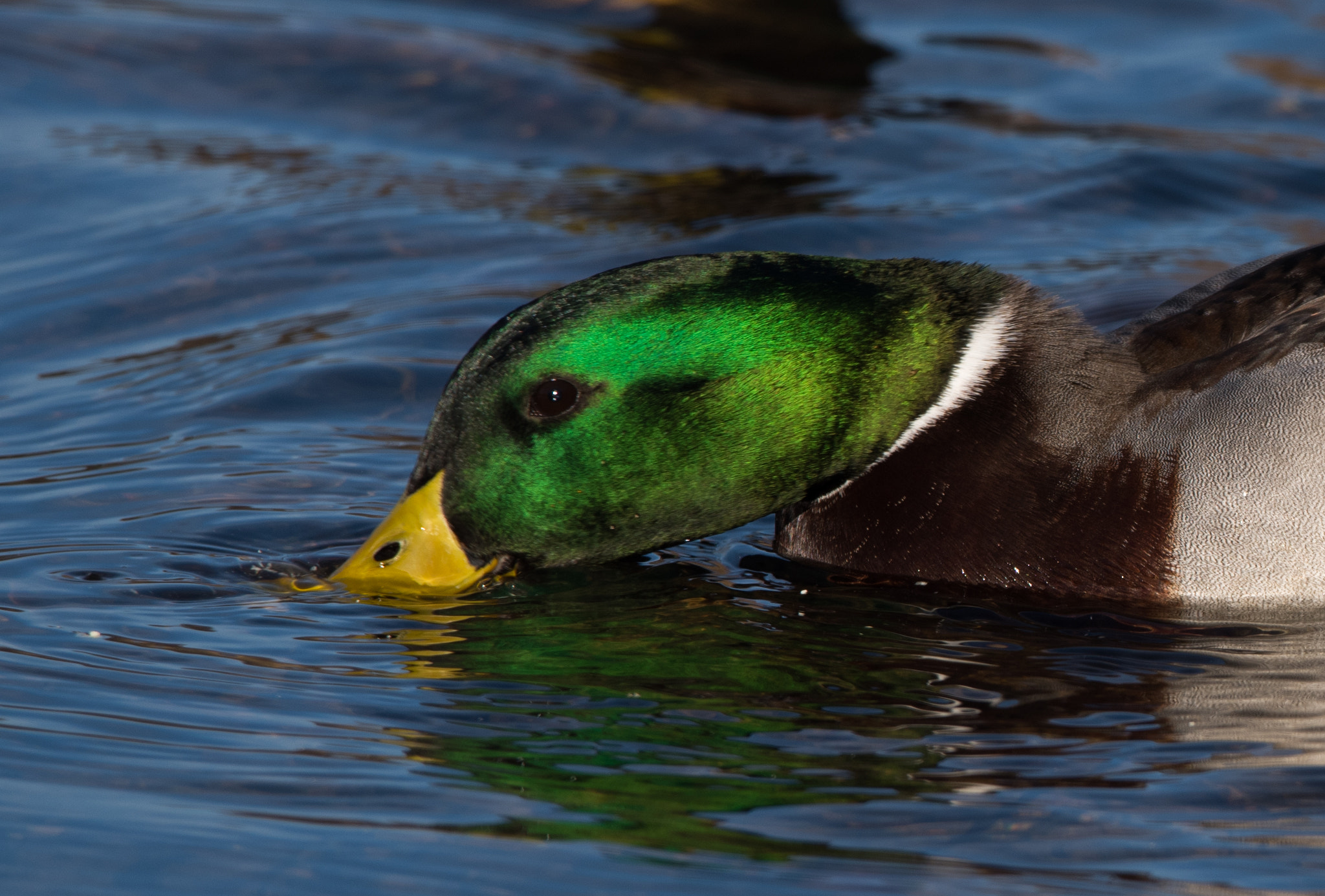Sigma 150-600mm F5-6.3 DG OS HSM | C sample photo. Erp photography