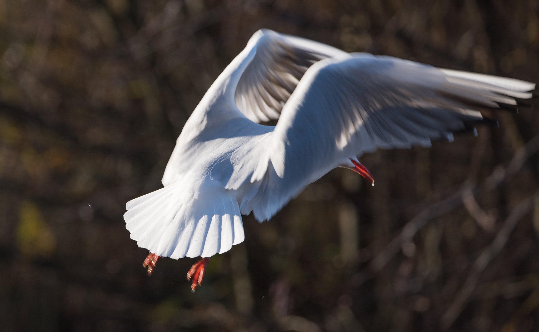 Sigma 150-600mm F5-6.3 DG OS HSM | C sample photo. Erp photography