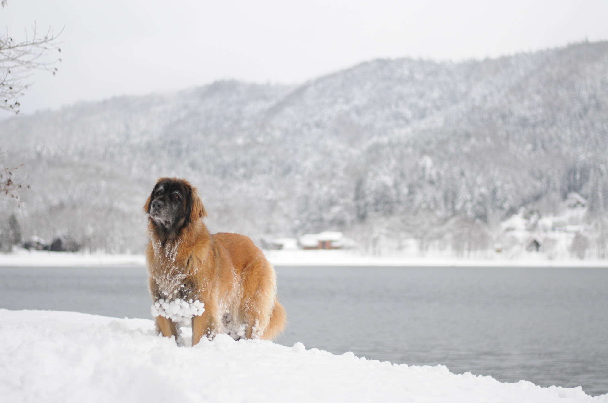 Nikon D300S + Nikon AF-S Nikkor 50mm F1.8G sample photo. Snow lioness photography