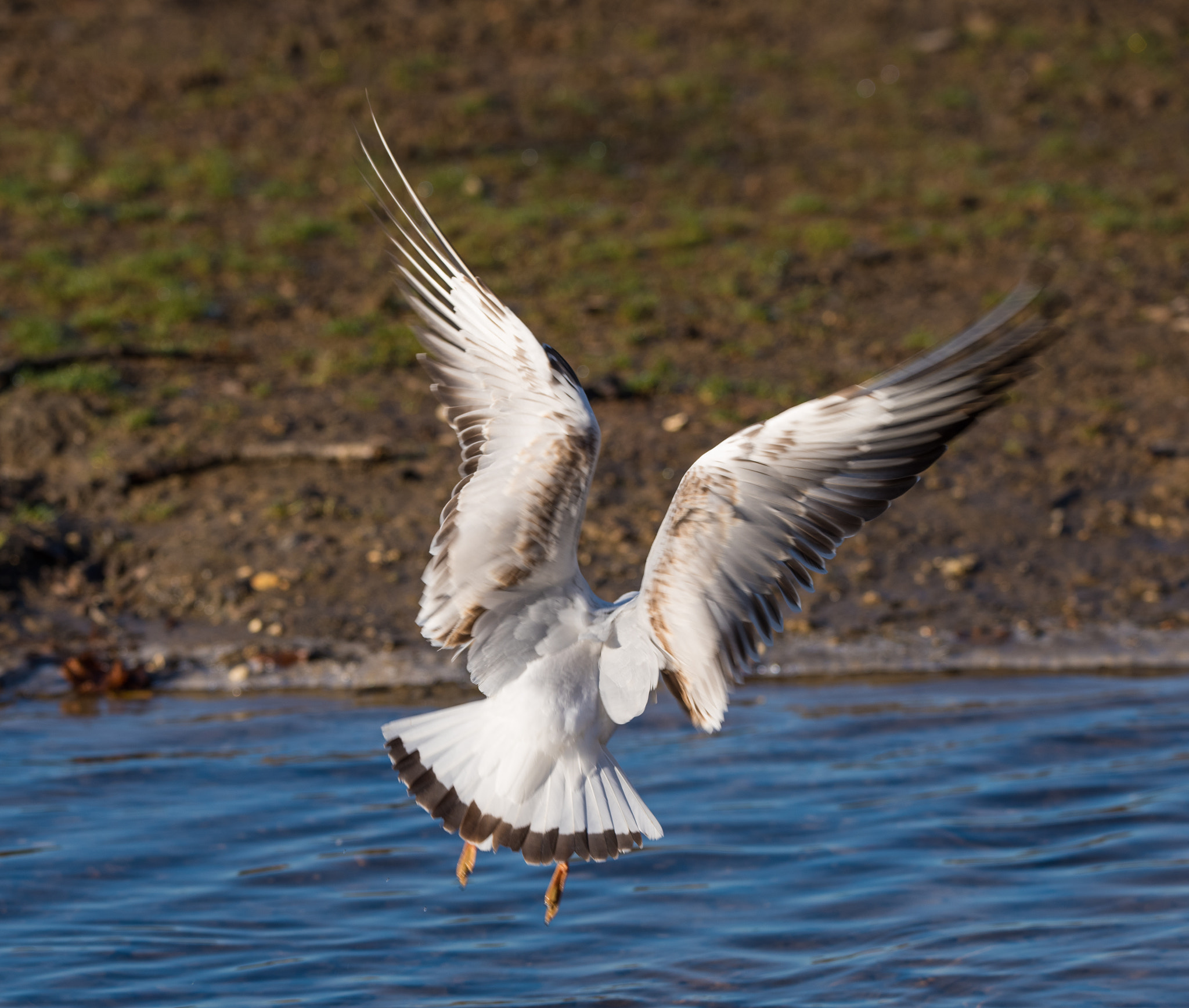 Sigma 150-600mm F5-6.3 DG OS HSM | C sample photo. Erp photography