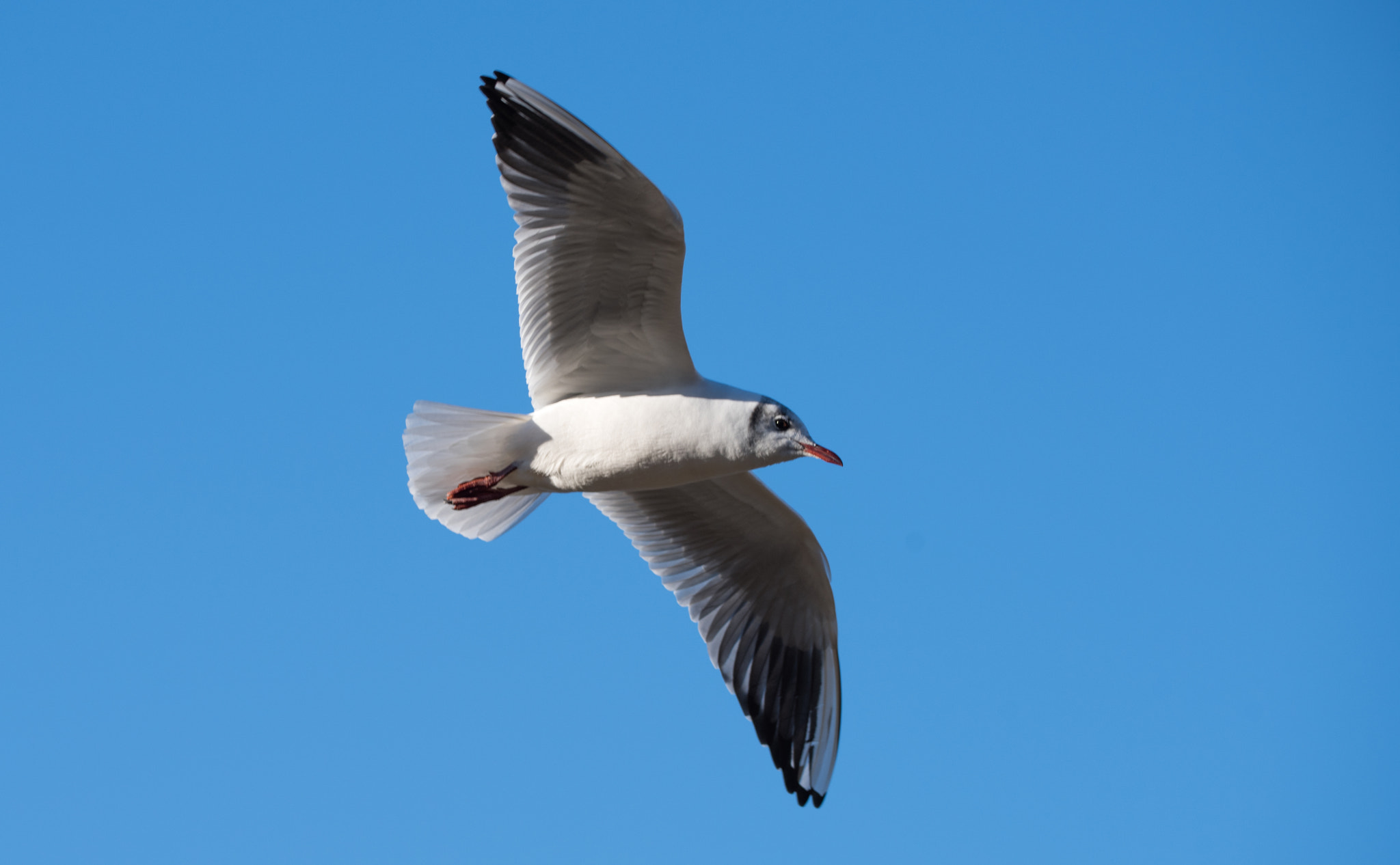 Sigma 150-600mm F5-6.3 DG OS HSM | C sample photo. Erp photography