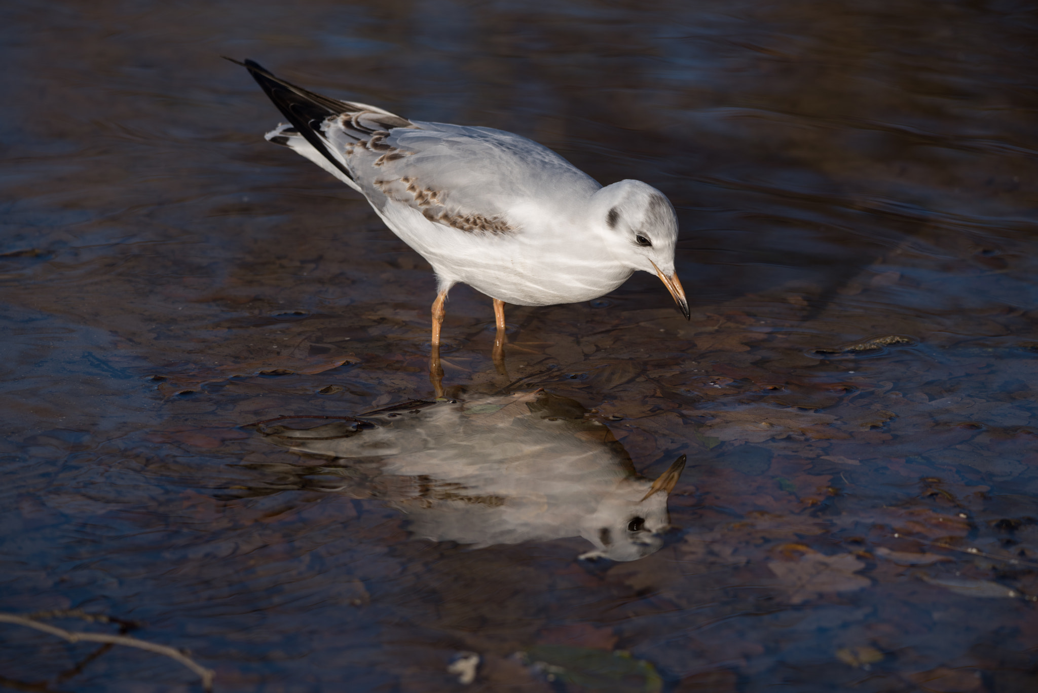 Sigma 150-600mm F5-6.3 DG OS HSM | C sample photo. Erp photography