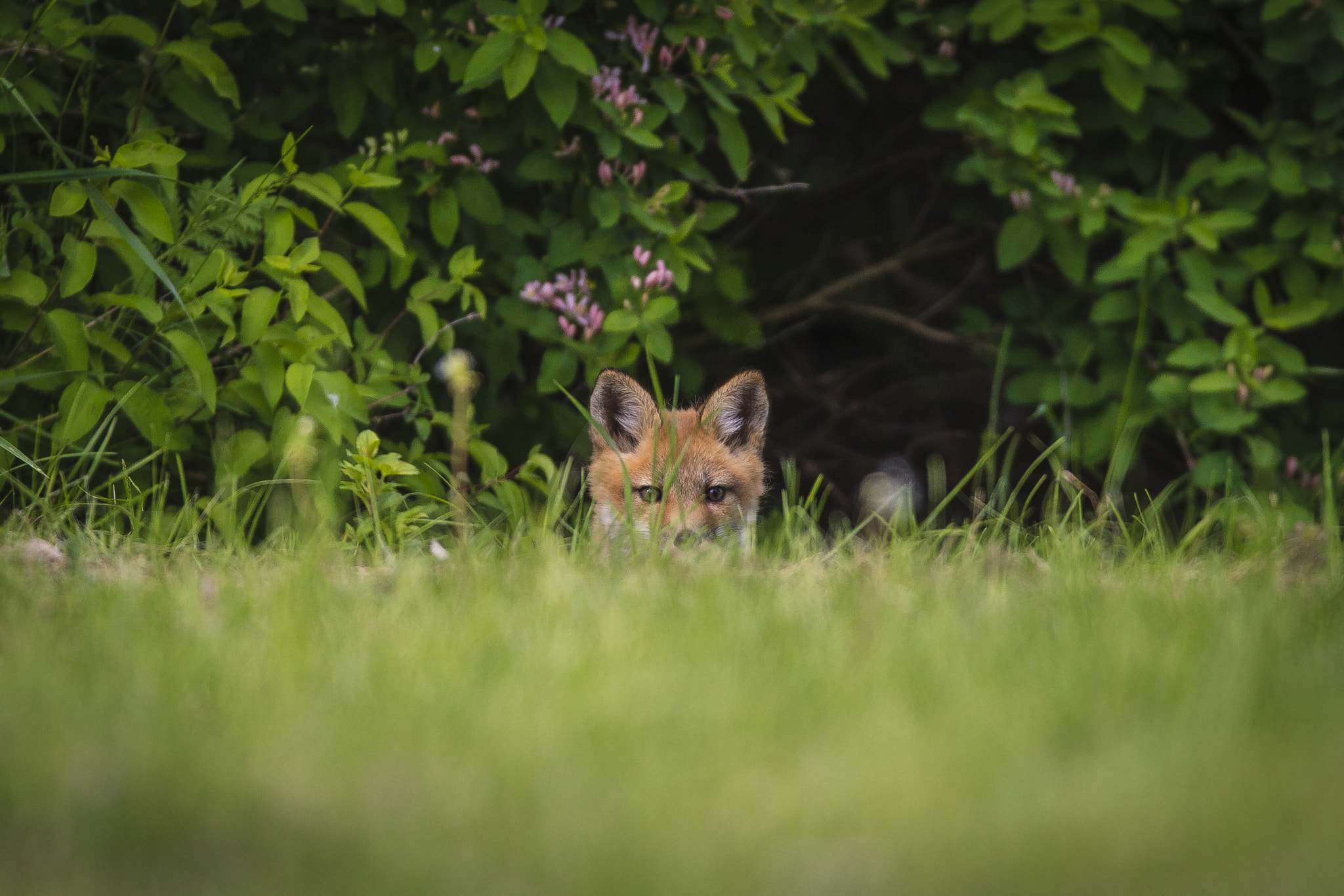 Canon EOS-1D Mark IV + Canon EF 600mm f/4L IS sample photo. Who is it? photography