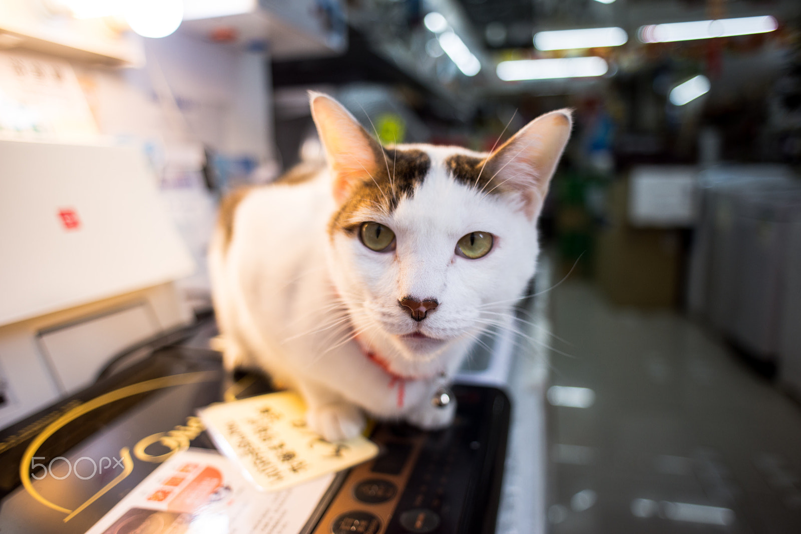 Nikon D610 sample photo. Cat in shop photography