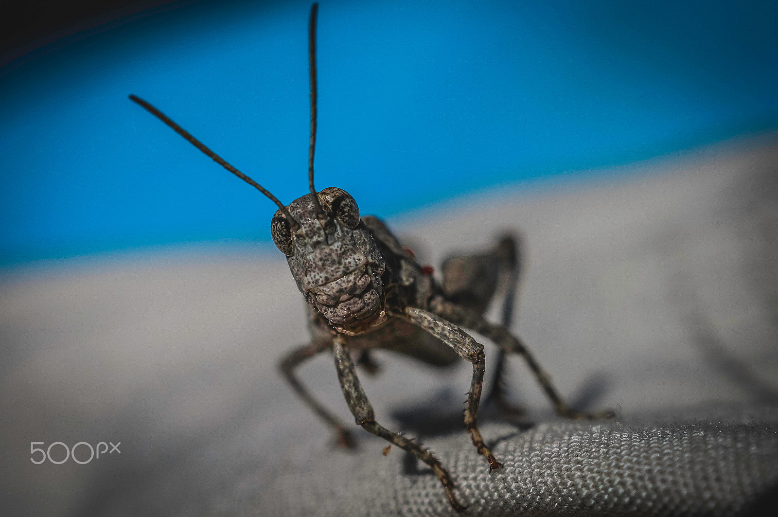 Sony SLT-A57 + Sony DT 30mm F2.8 Macro SAM sample photo. Grasshopper ! photography