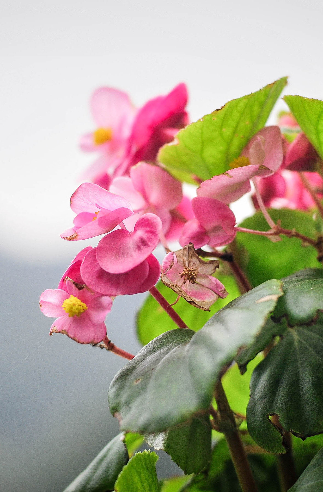 Nikon D300S sample photo. Pinky photography