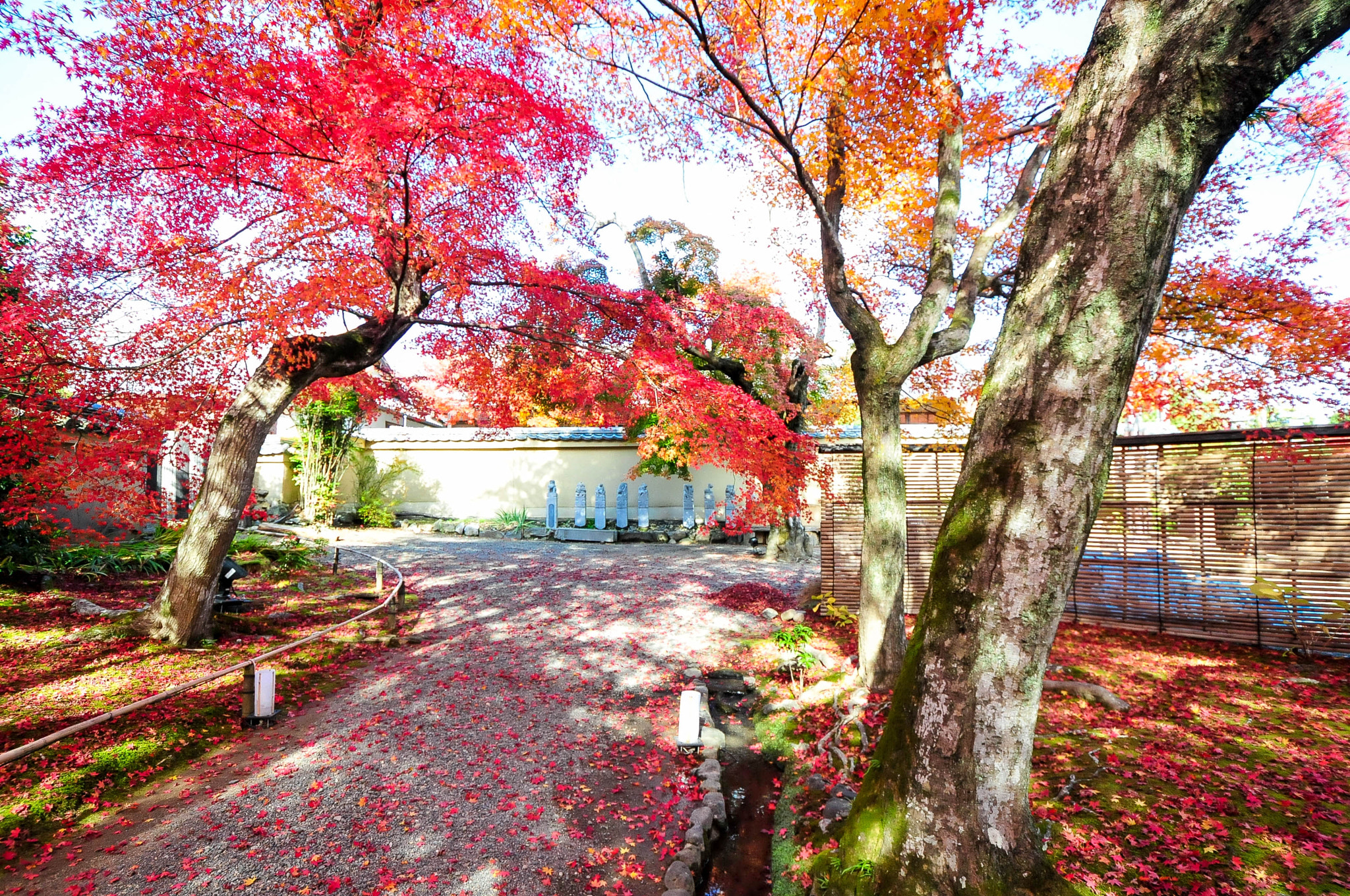 Nikon D300S sample photo. Kyoto autumn at its best photography