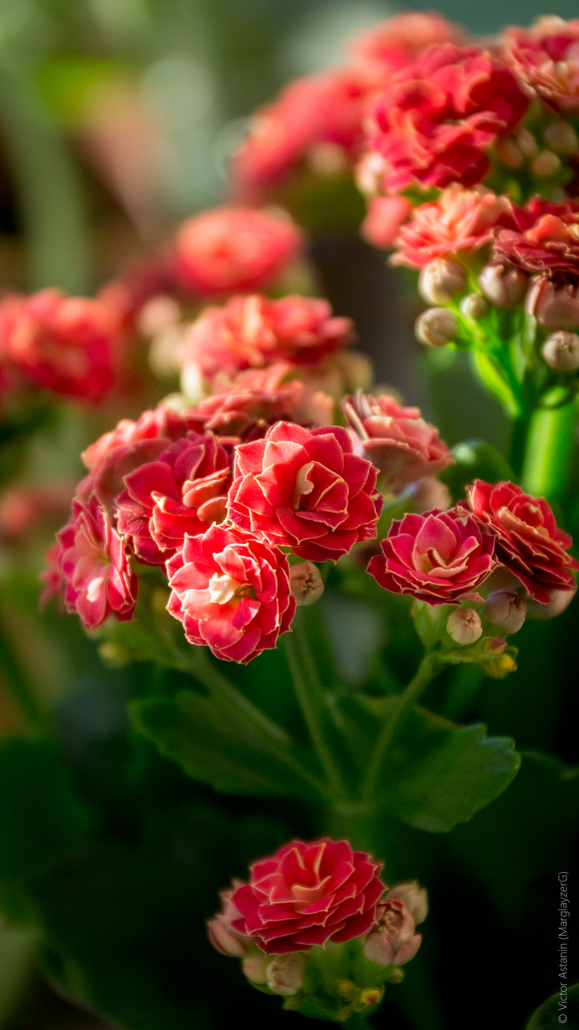 Sony SLT-A77 sample photo. Kalanchoe photography