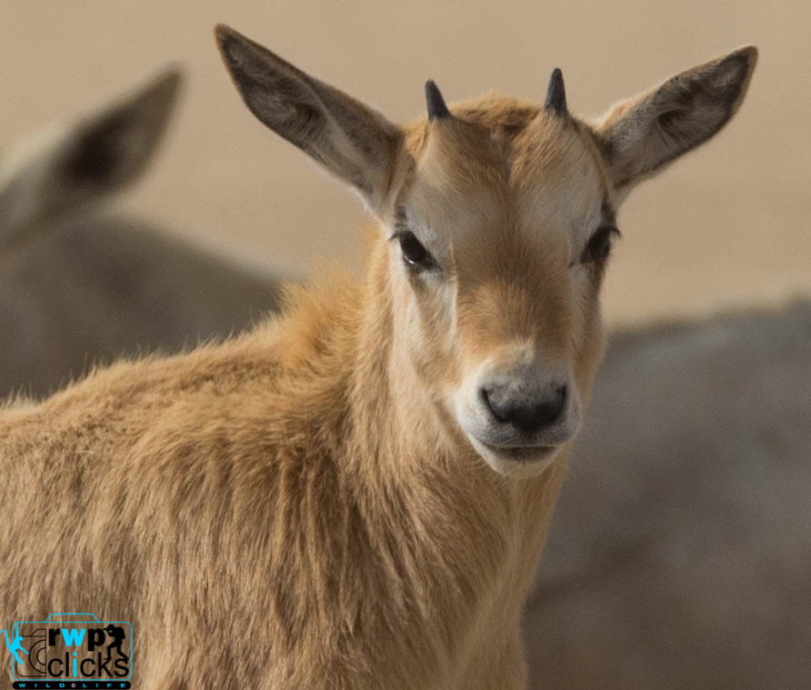 Canon EF 500mm F4L IS USM sample photo. Arabian oryx calf  photography