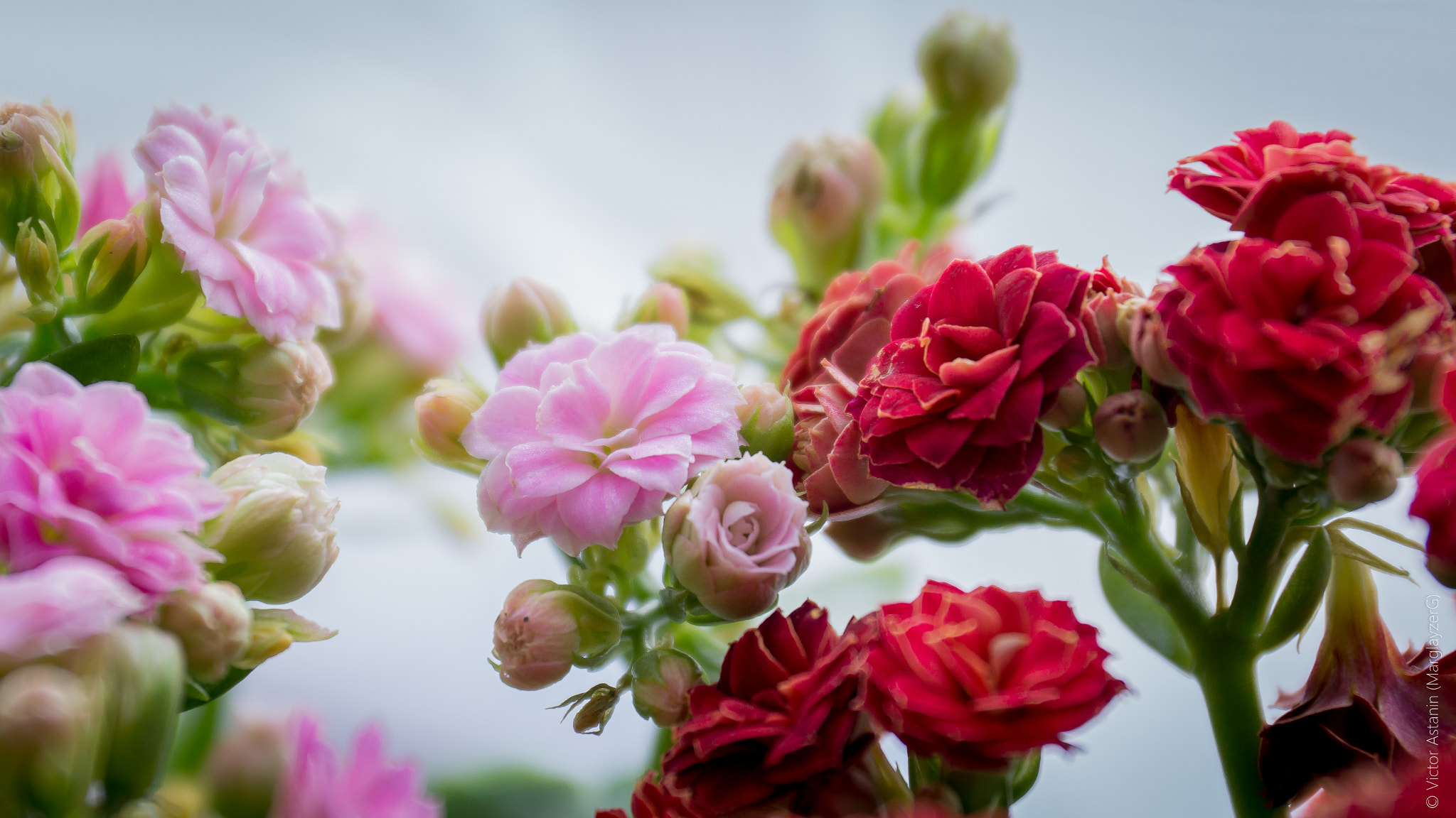 Sony SLT-A77 sample photo. Kalanchoe photography