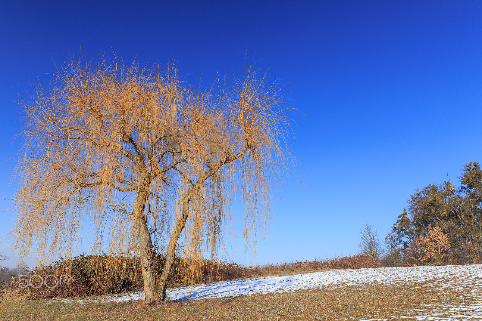 Canon EOS 6D sample photo. Winter willow photography