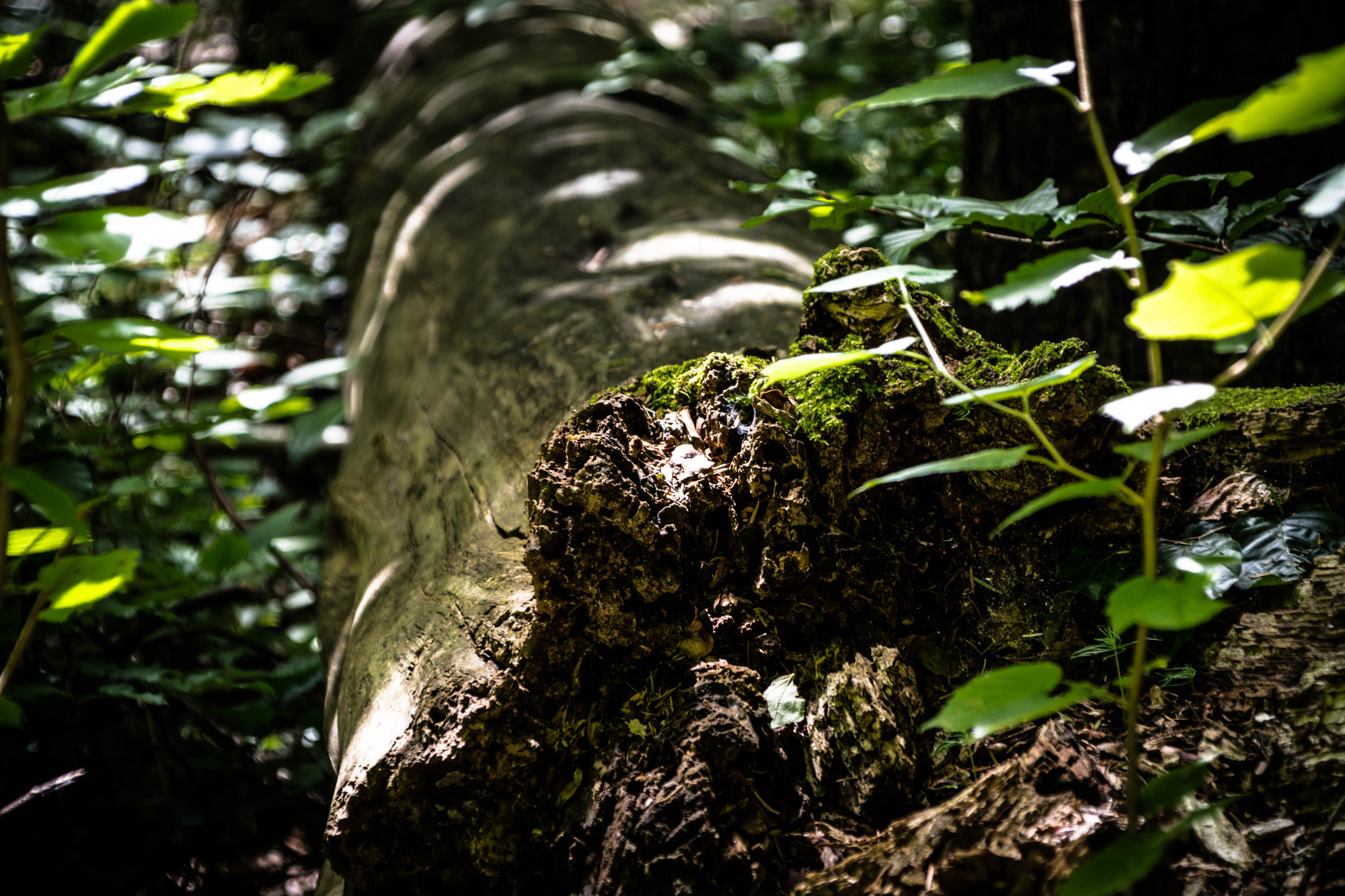 Sigma 28-300mm F3.5-6.3 DG Macro sample photo. Fallen tree photography