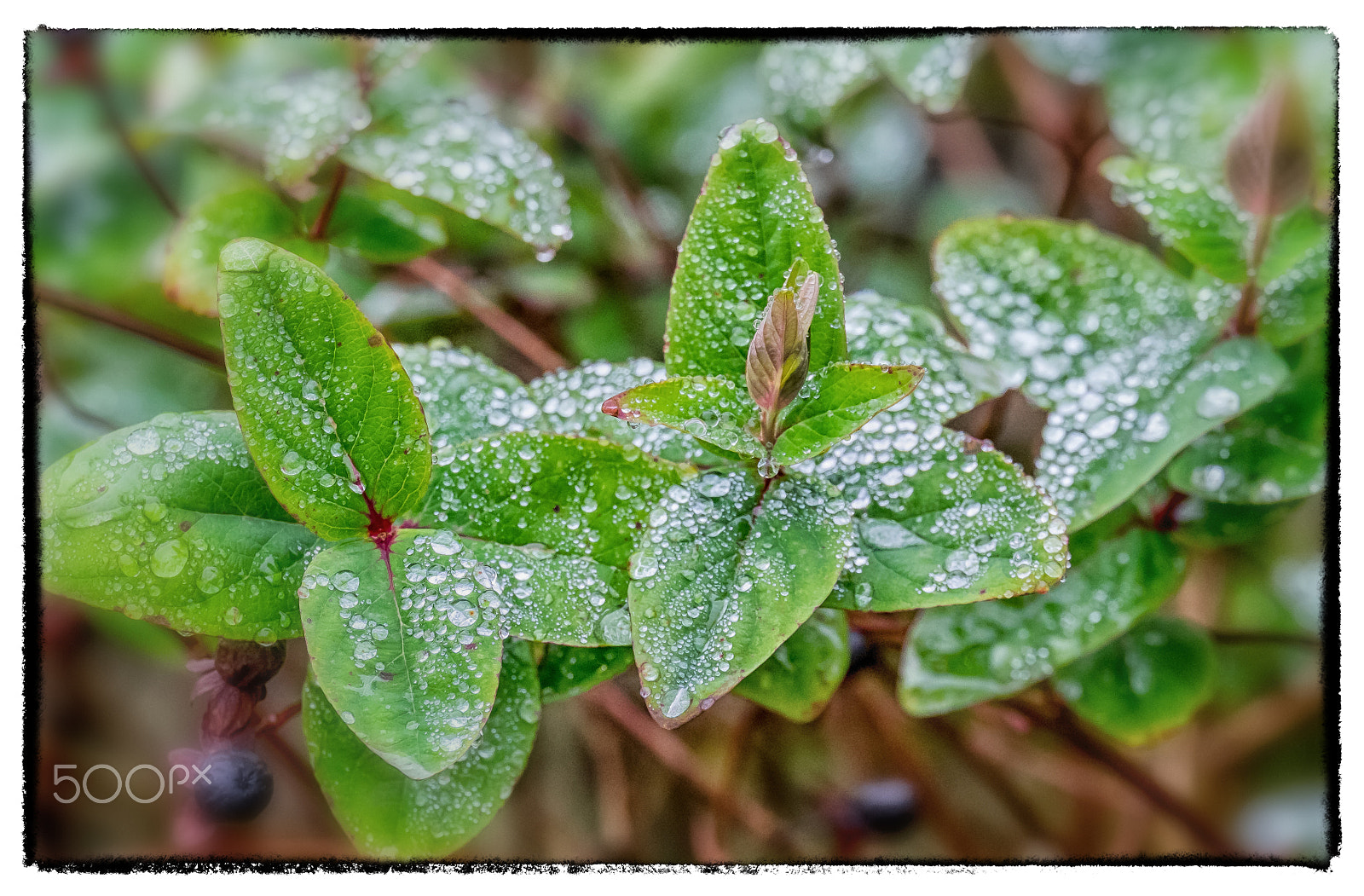 Fujifilm X-T1 + Fujifilm XC 50-230mm F4.5-6.7 OIS sample photo. "refreshed". photography