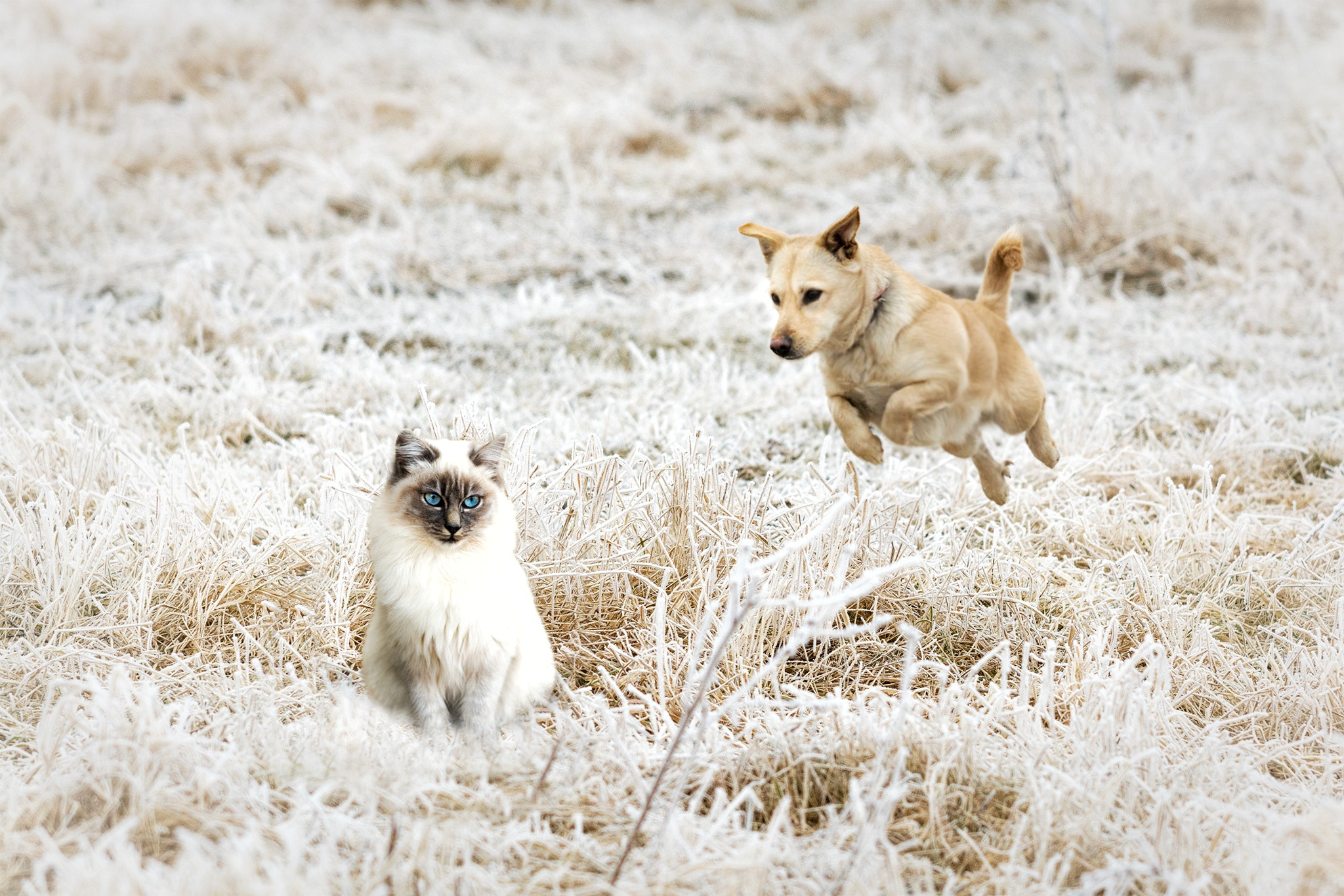 Nikon AF-S Nikkor 70-200mm F4G ED VR sample photo. Cat portrait photobombed by a dog :)  photography