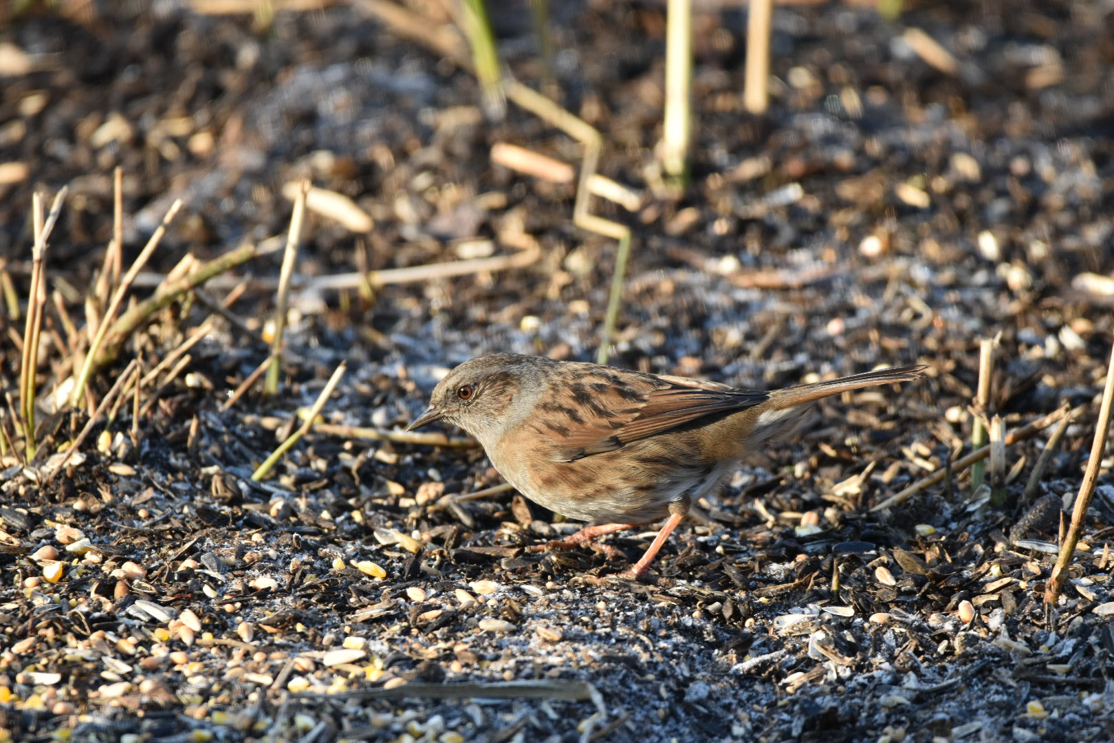 Sigma 150-600mm F5-6.3 DG OS HSM | C sample photo. Dunnock photography