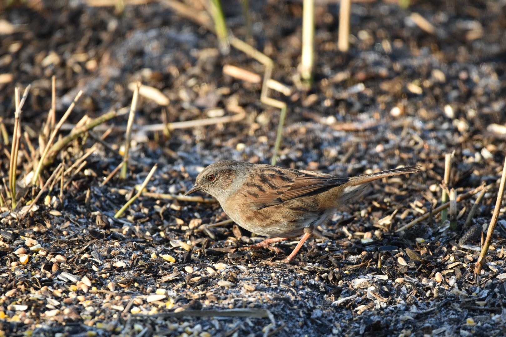 Nikon D5500 + Sigma 150-600mm F5-6.3 DG OS HSM | C sample photo. Dunnock photography