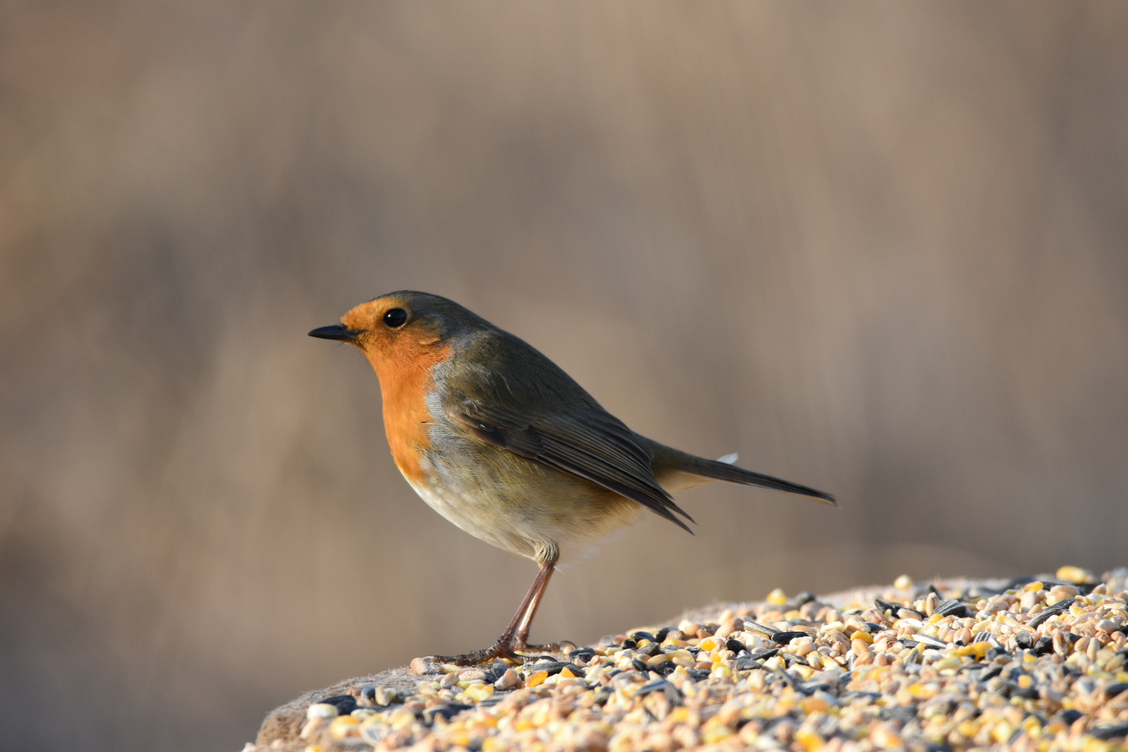 Sigma 150-600mm F5-6.3 DG OS HSM | C sample photo. Robin photography