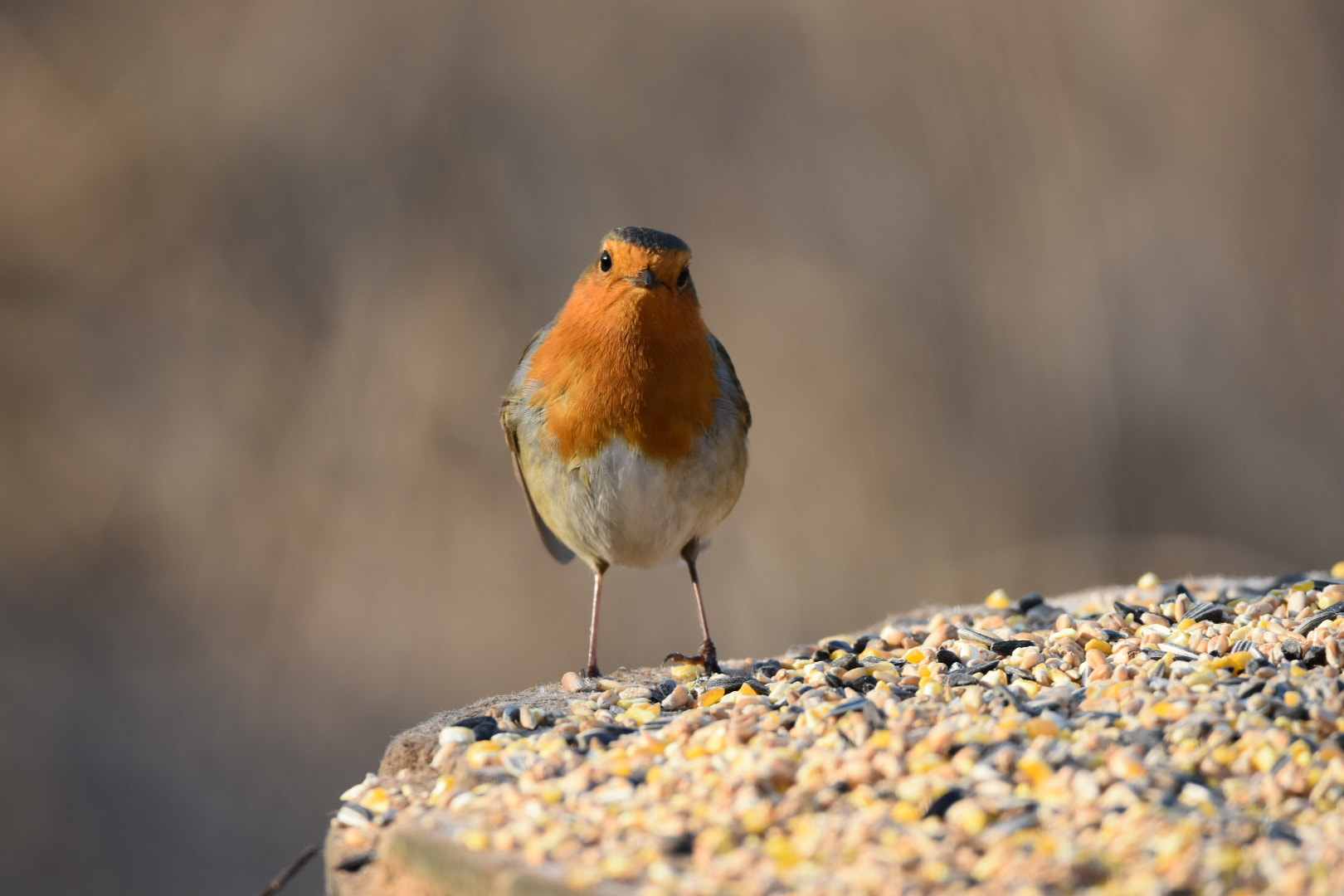 Sigma 150-600mm F5-6.3 DG OS HSM | C sample photo. Robin photography
