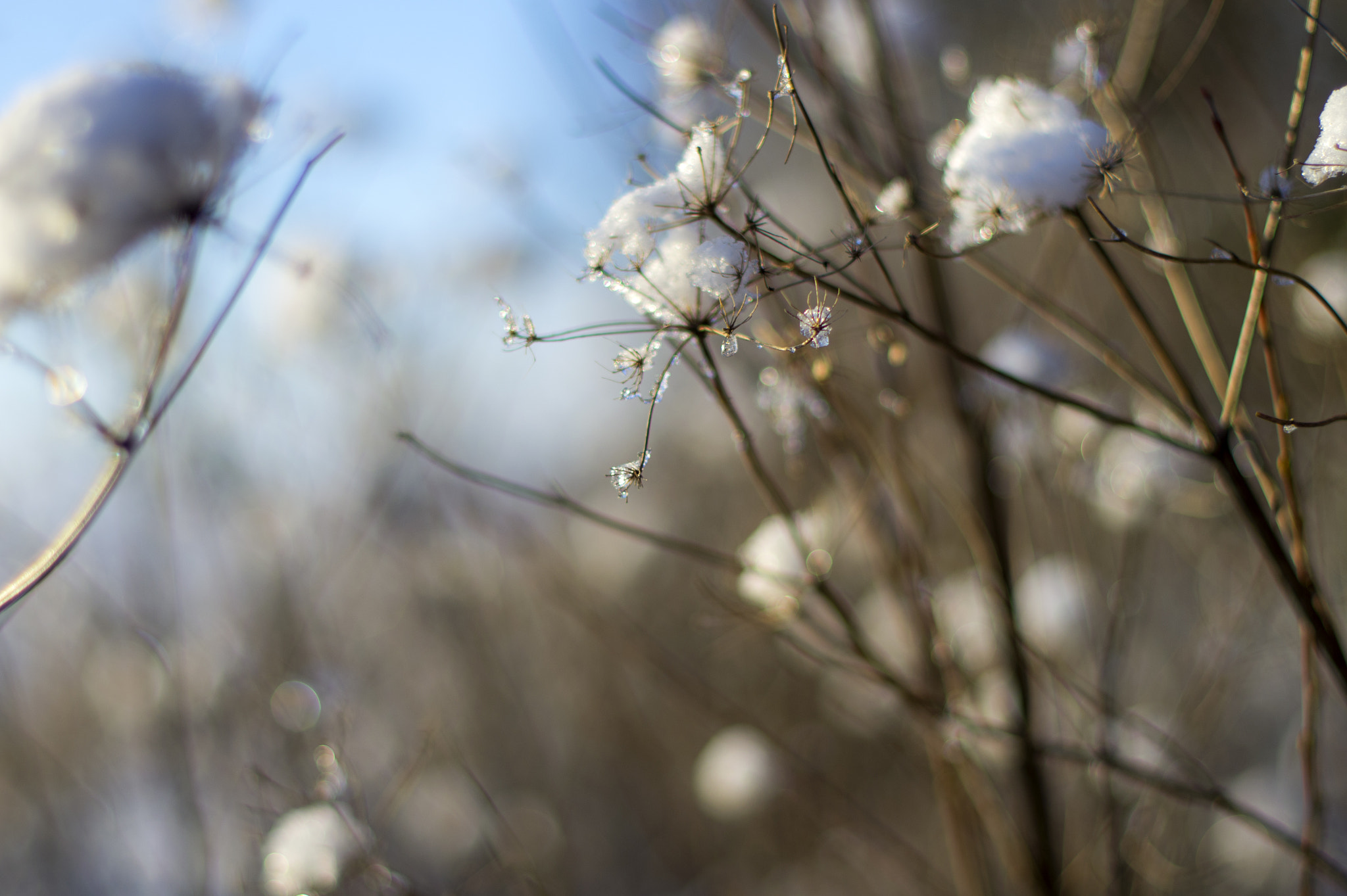 Pentax smc FA 50mm F1.4 sample photo. White photography