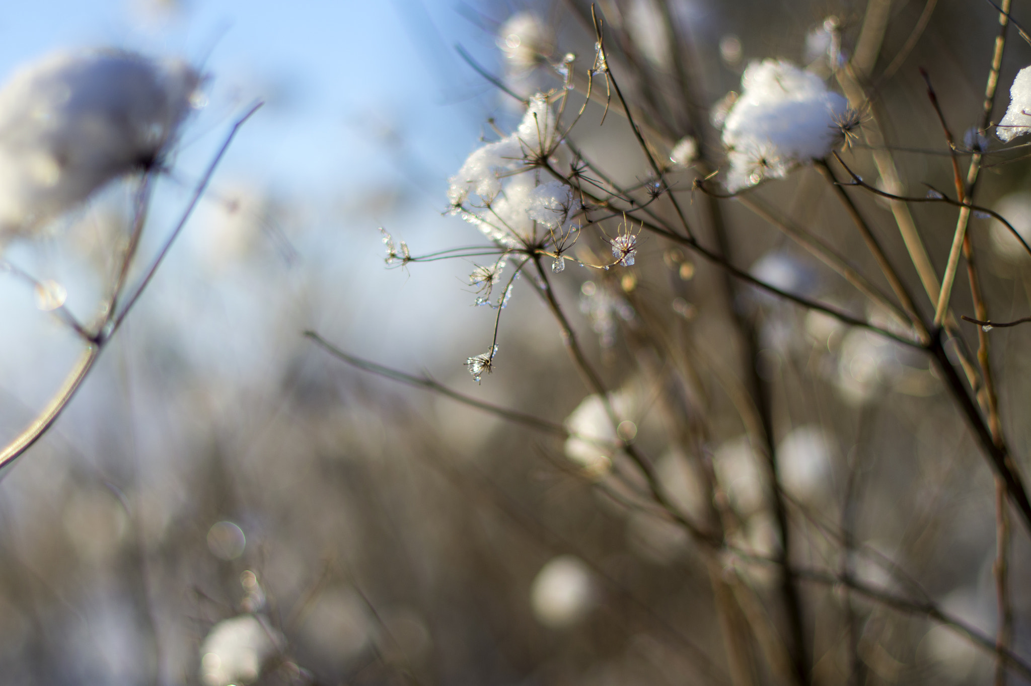 Pentax K-5 sample photo. White photography