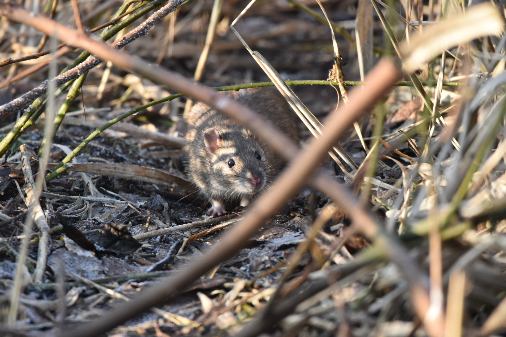 Sigma 150-600mm F5-6.3 DG OS HSM | C sample photo. Brown rat photography