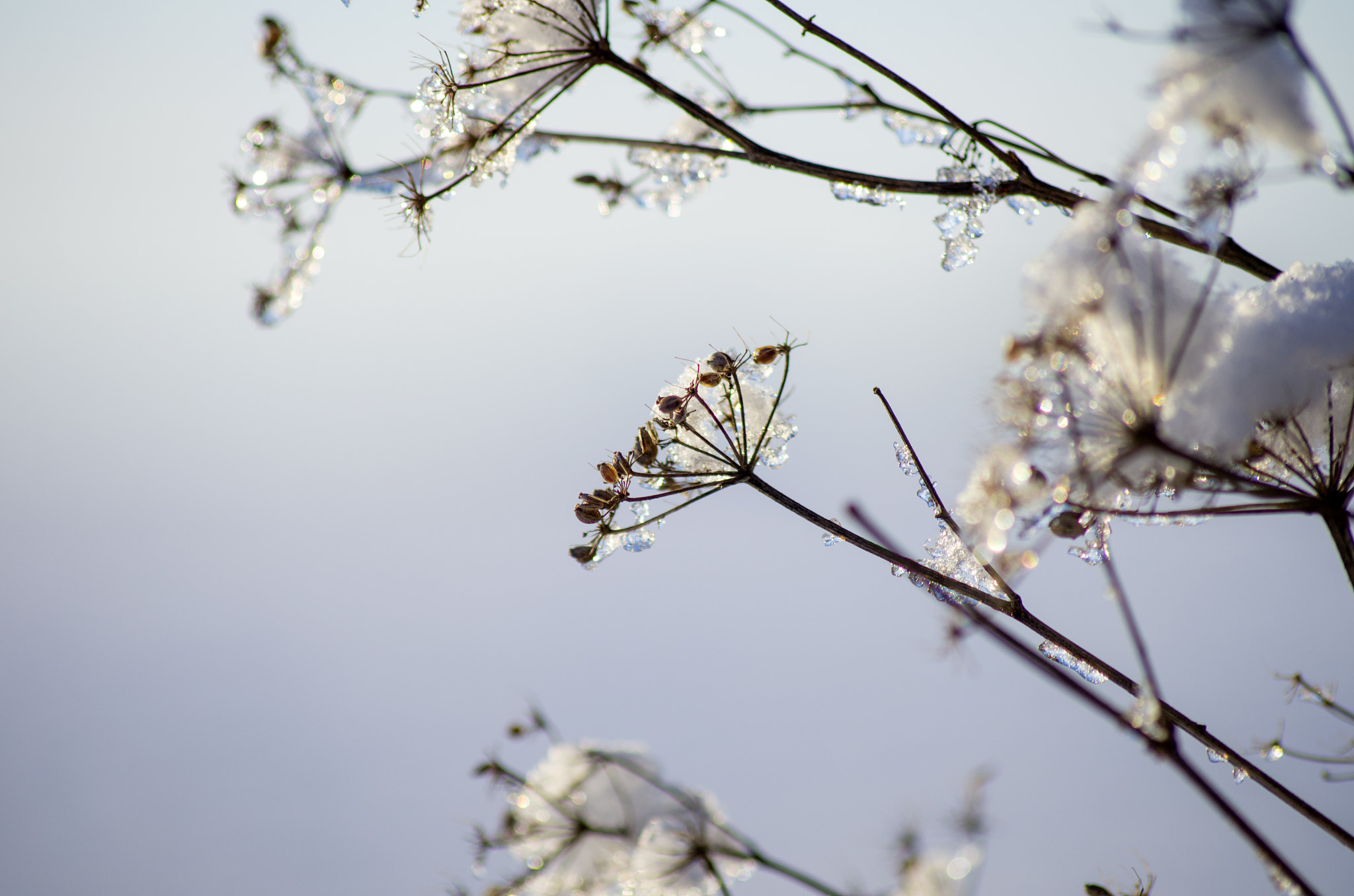 Pentax K-5 + Sigma sample photo. White photography