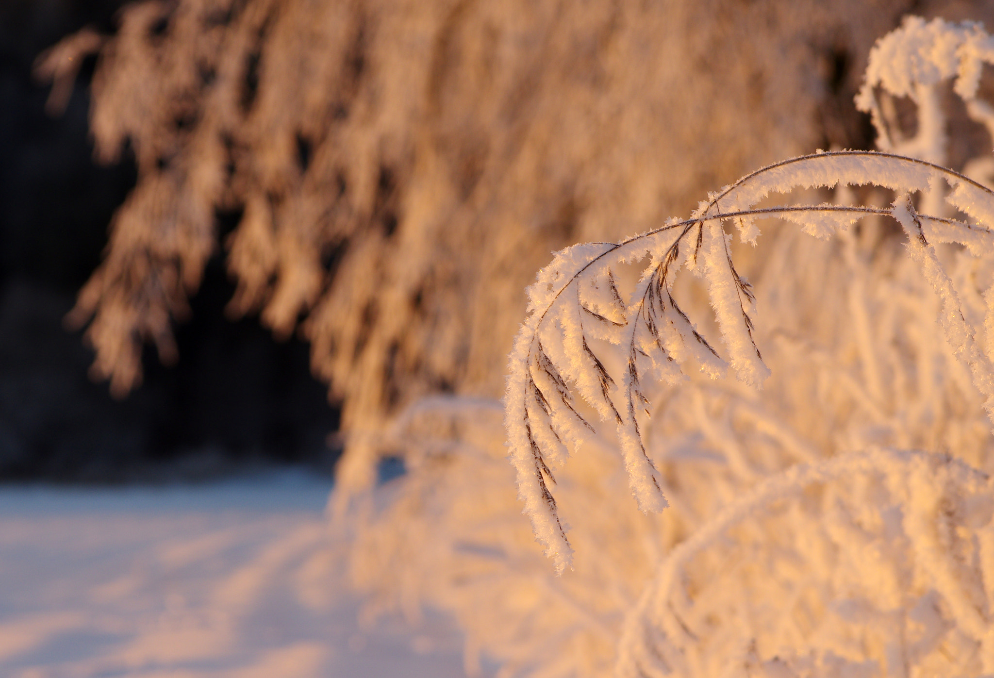 Pentax K-5 sample photo. White photography