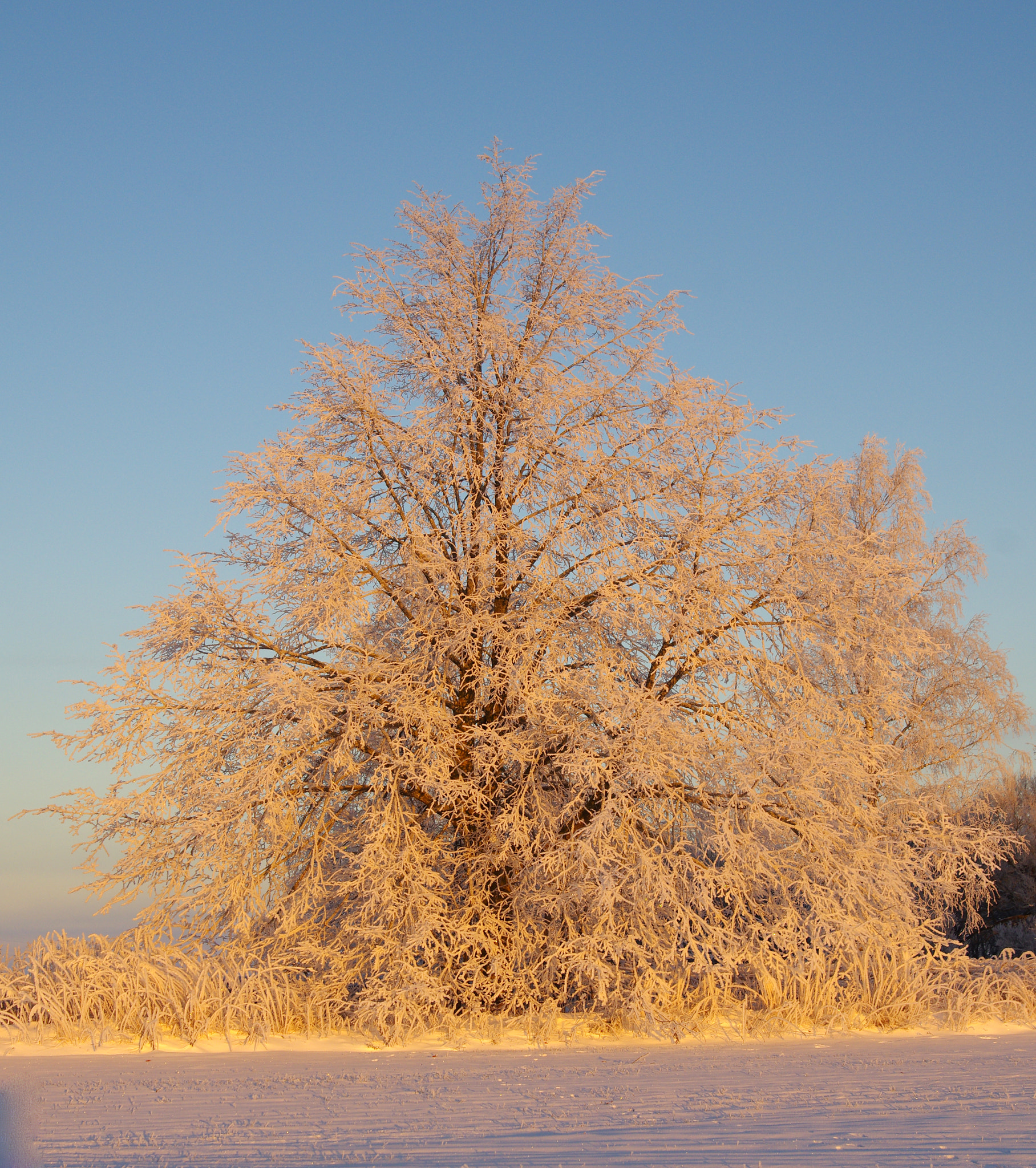 Pentax K-5 sample photo. White photography