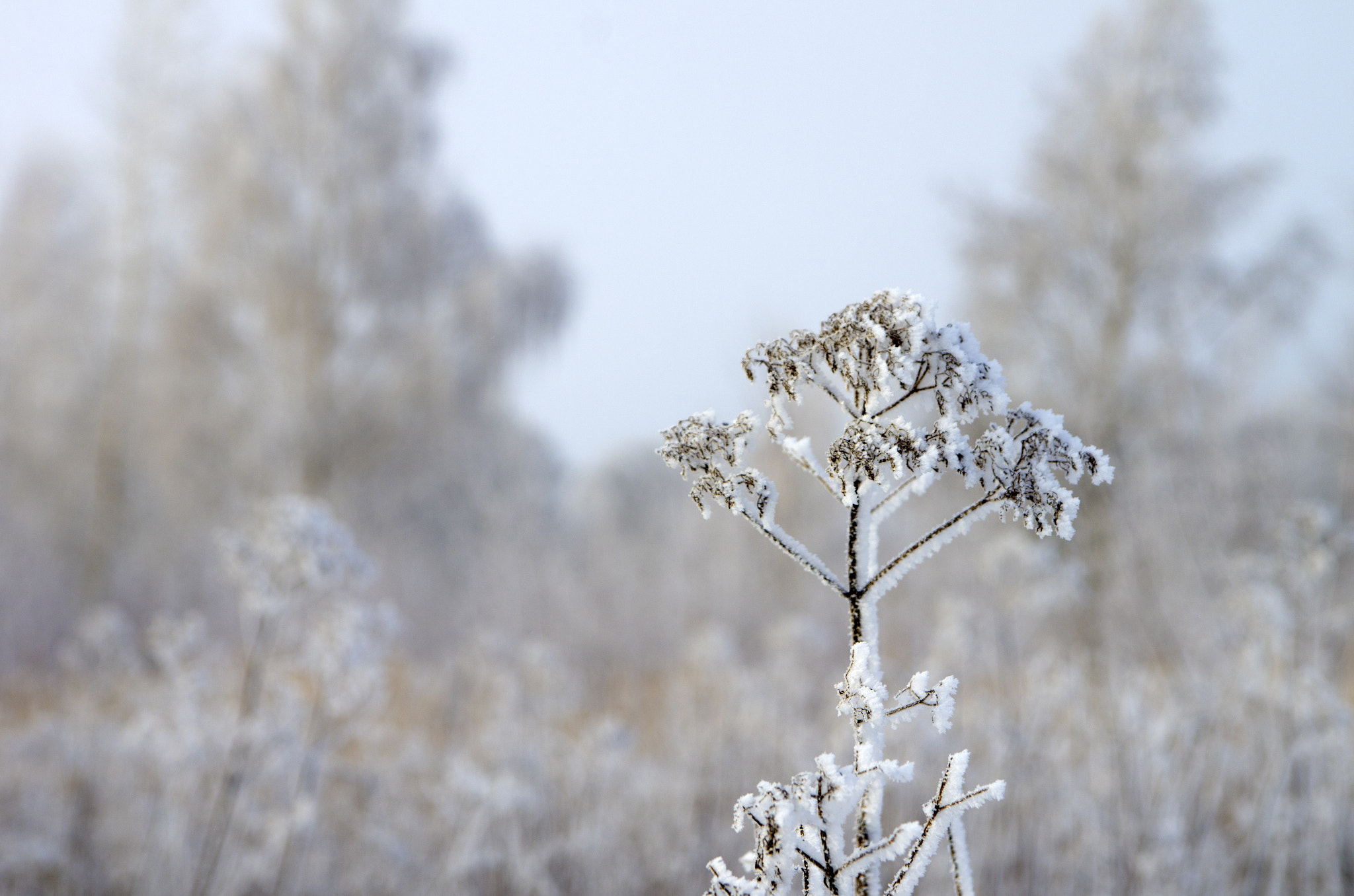 Pentax K-5 sample photo. White photography
