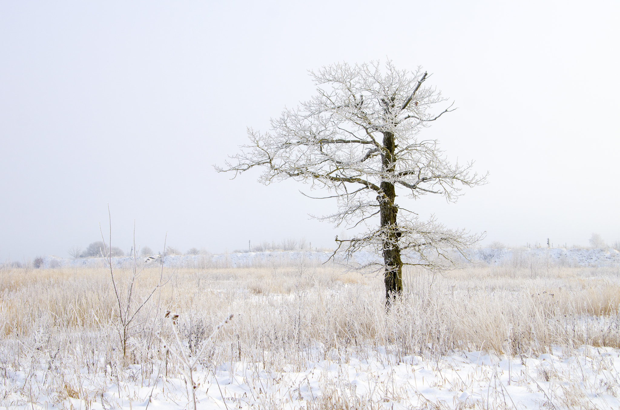Pentax K-5 sample photo. White photography